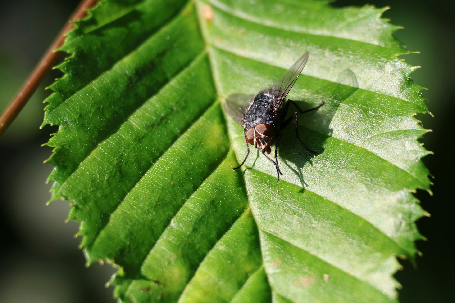 a fly sitting on top of a green leaf