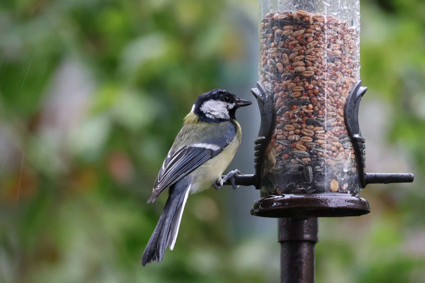A great tit clinging to the perch of a clear tube feeder packed with seed