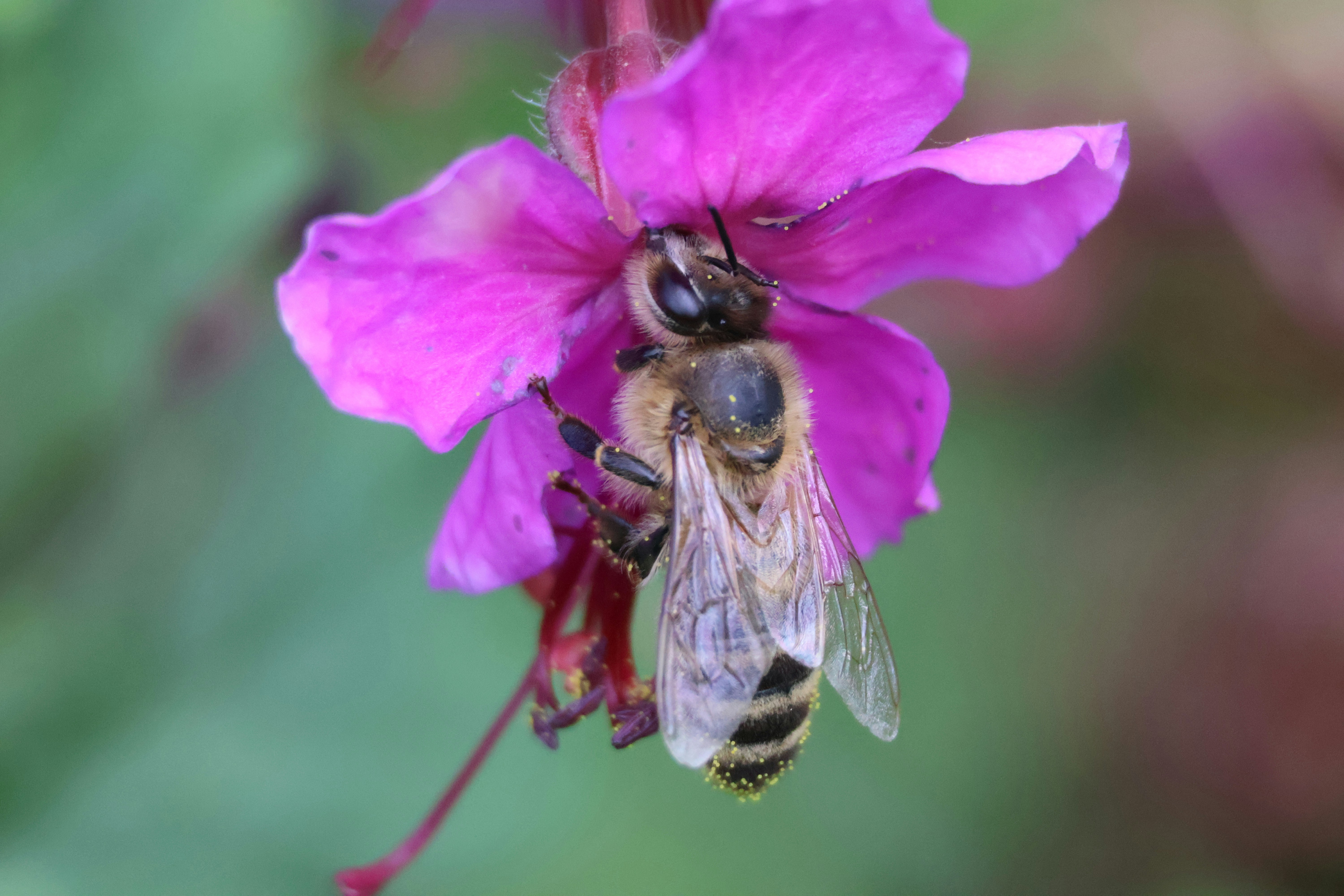 a close up of a bee on a flower