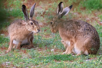 a couple of rabbits sitting on top of a grass covered field