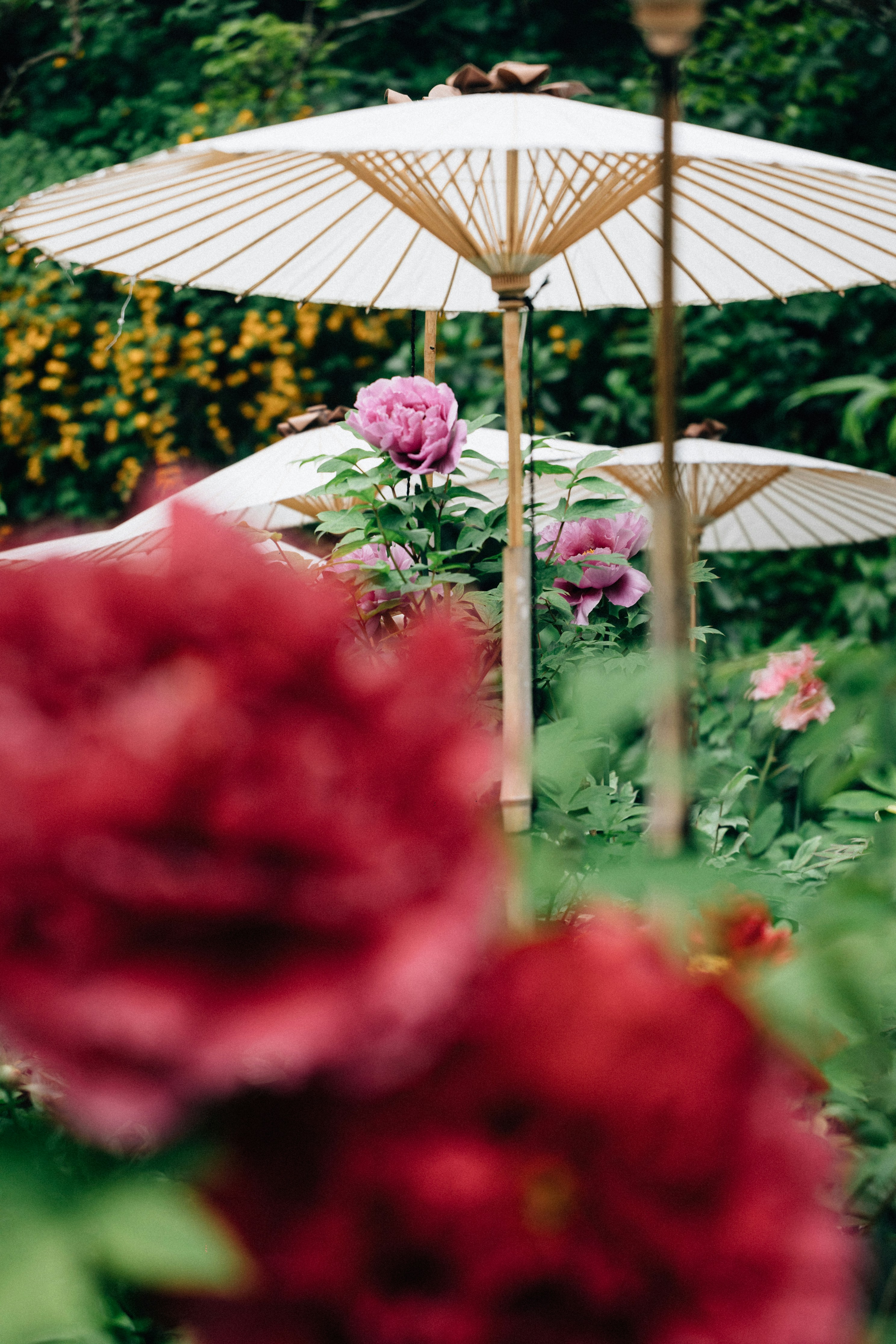 Photo by tsuyoshikozu