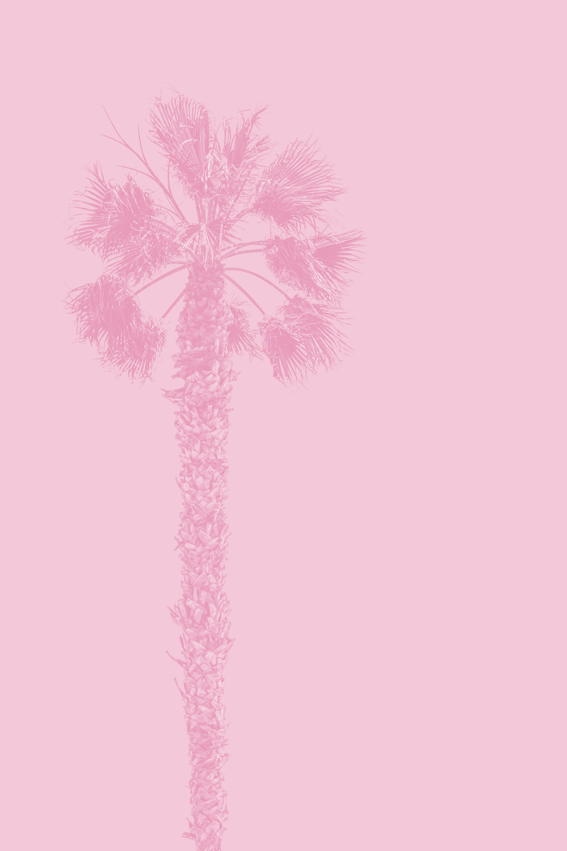 a pink palm tree against a pink background
