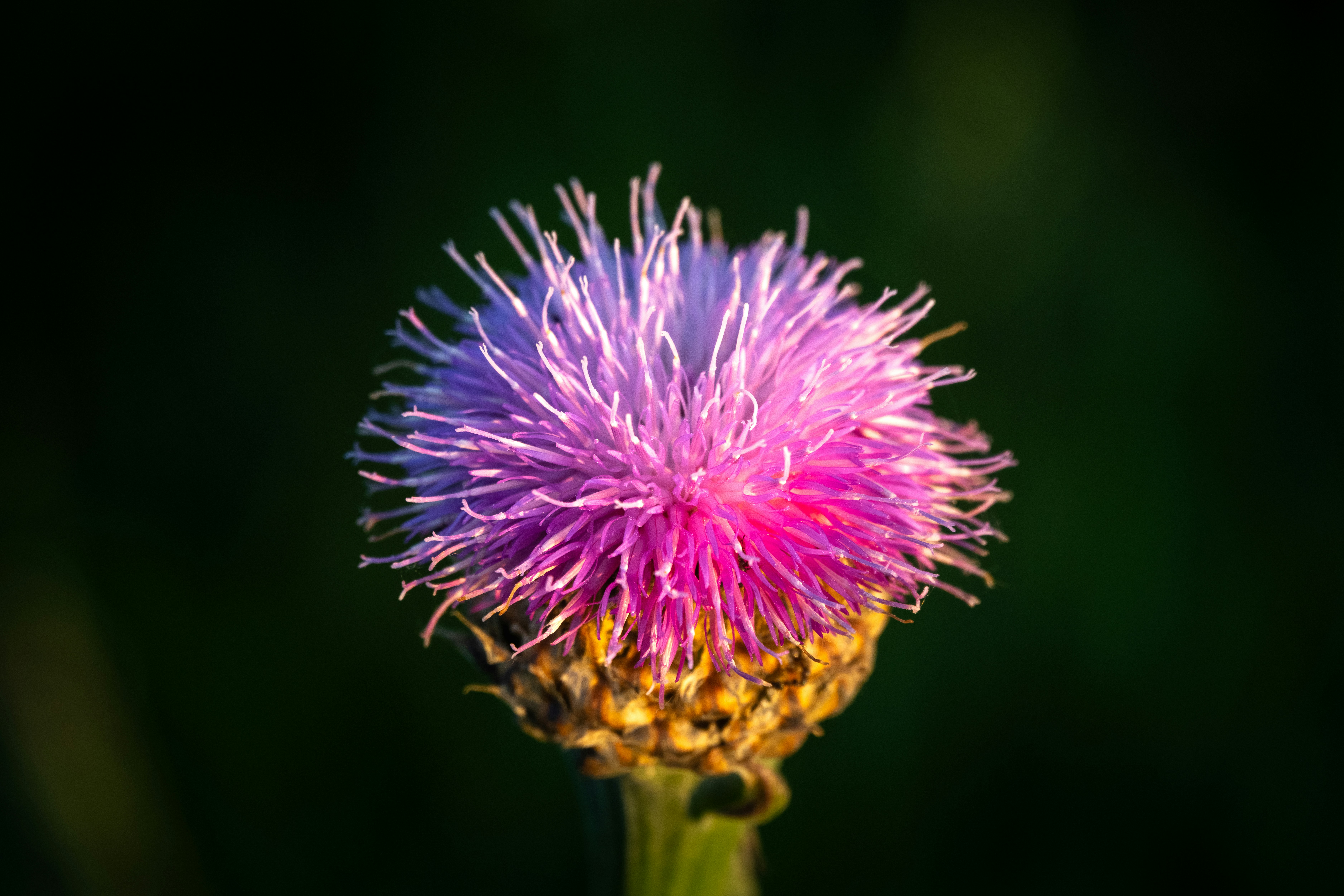 Photo by astapenkoanton