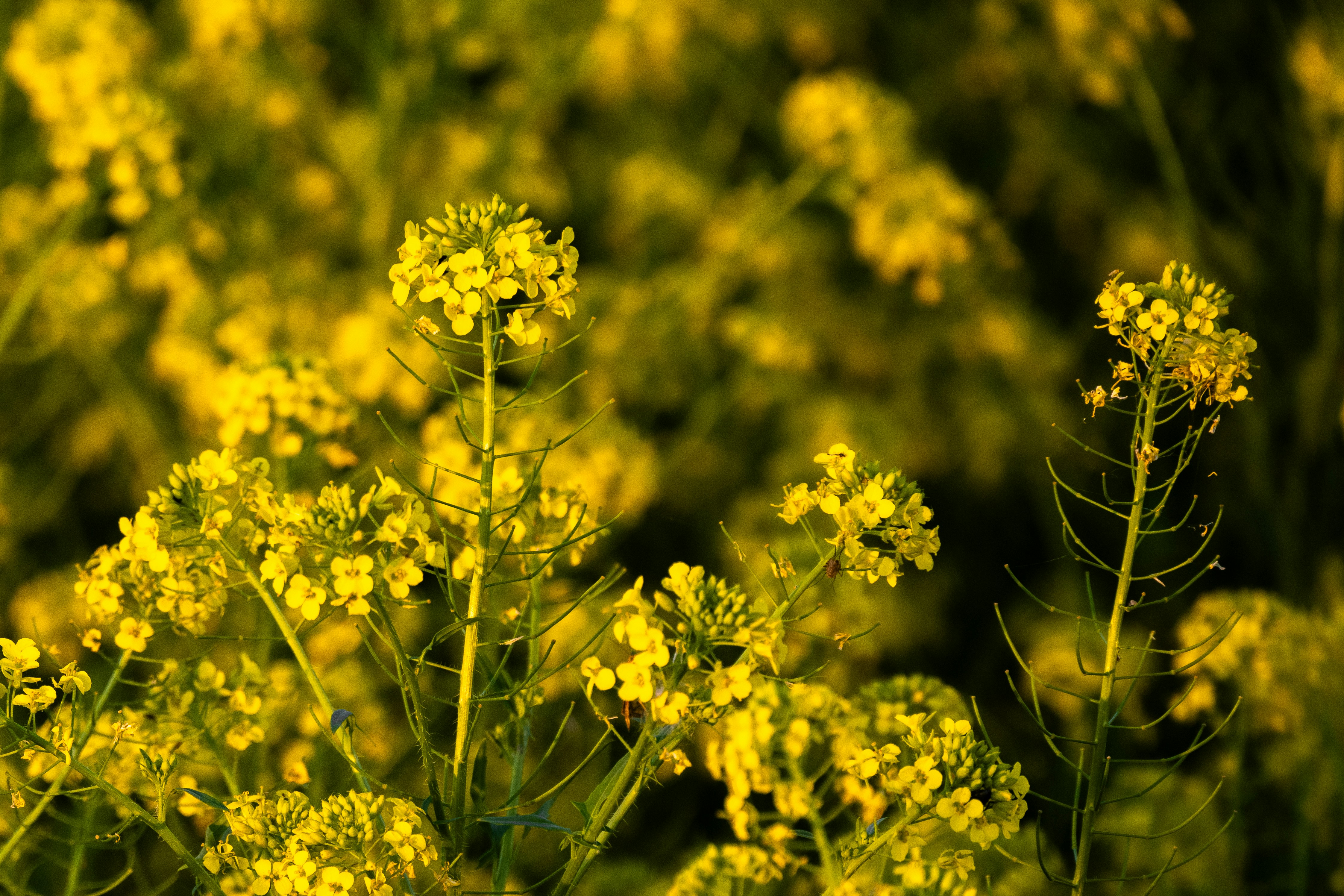 Photo by astapenkoanton