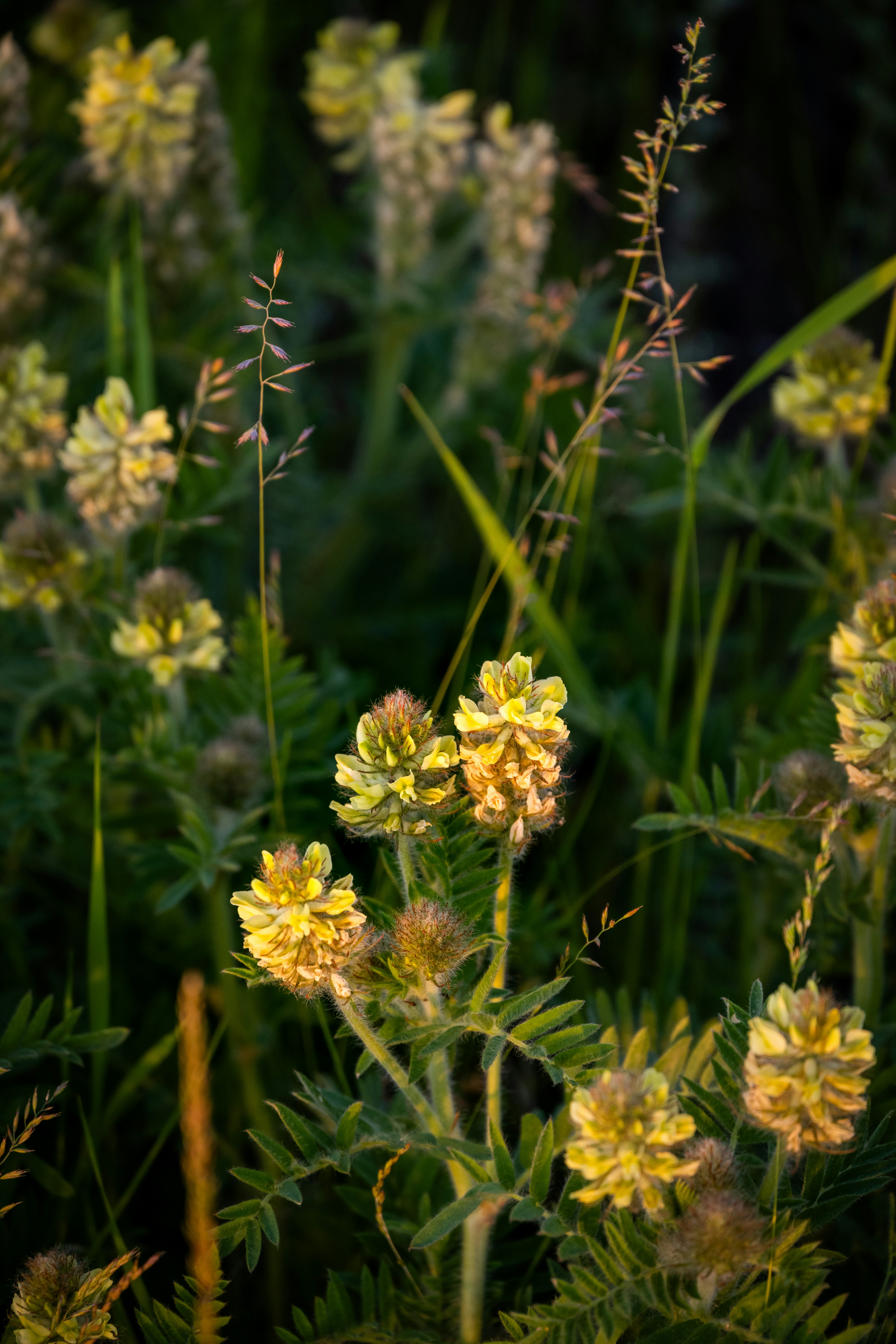 Photo by astapenkoanton