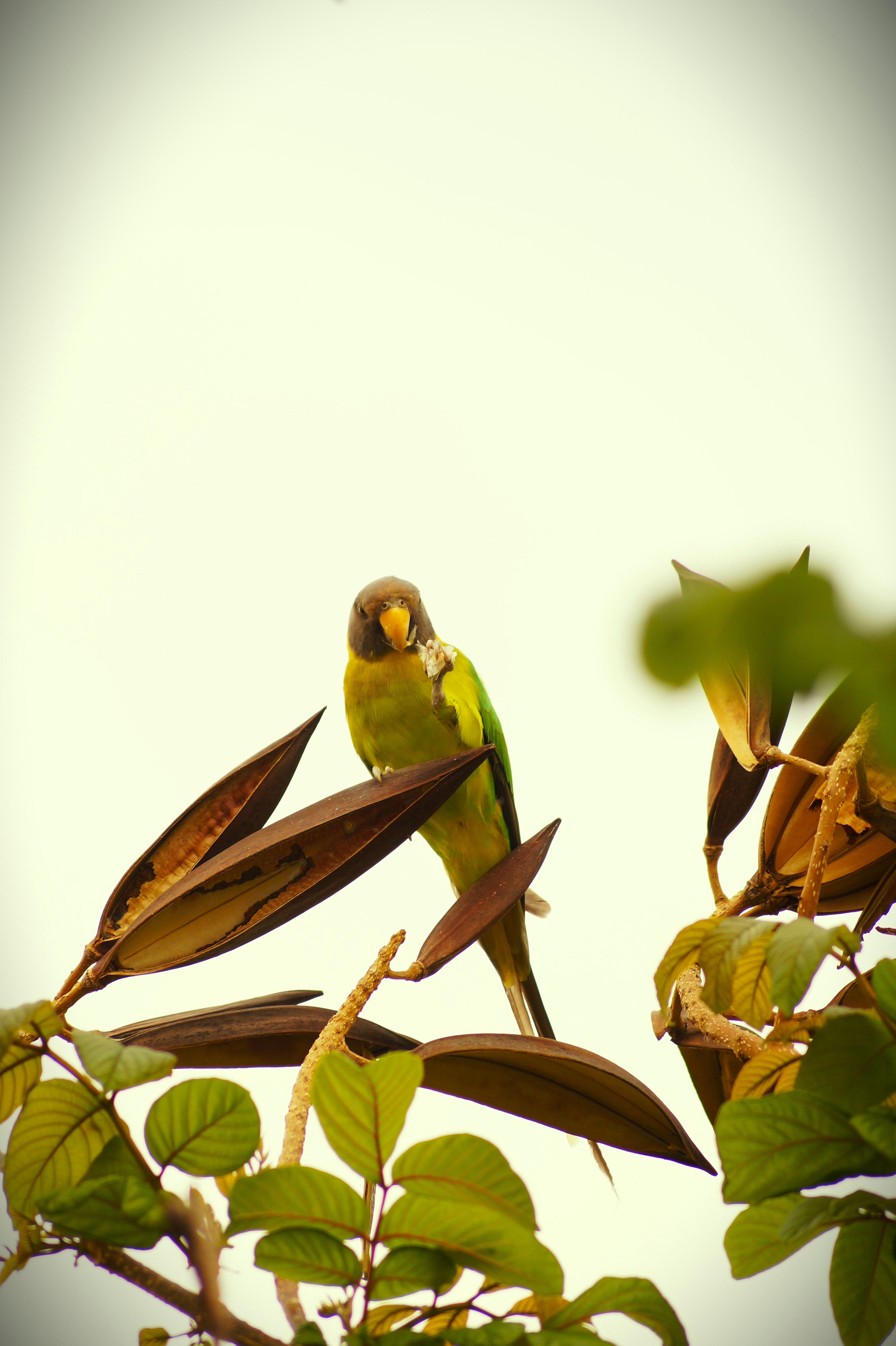 a green bird sitting on top of a tree branch