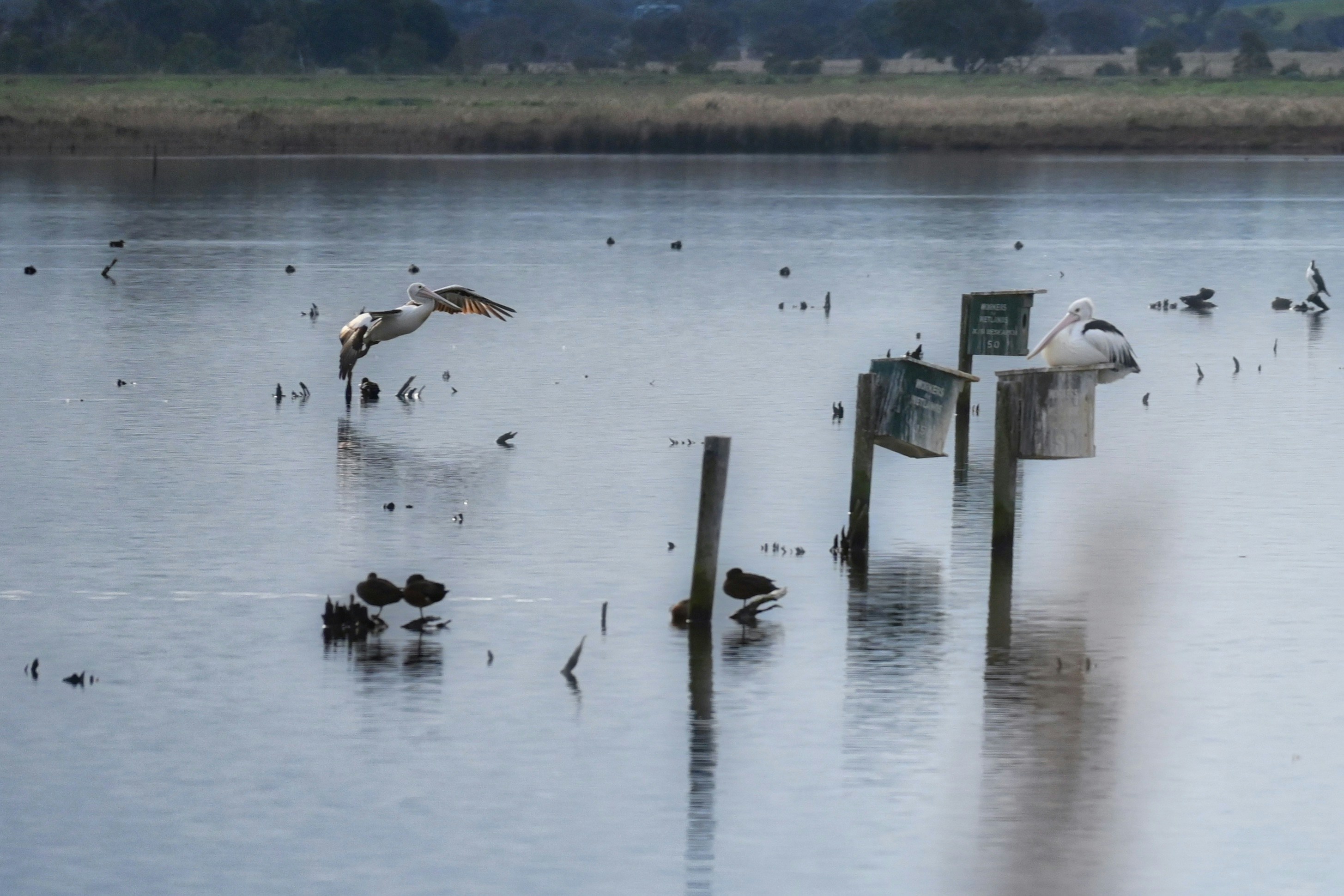 a flock of birds standing on top of a lake