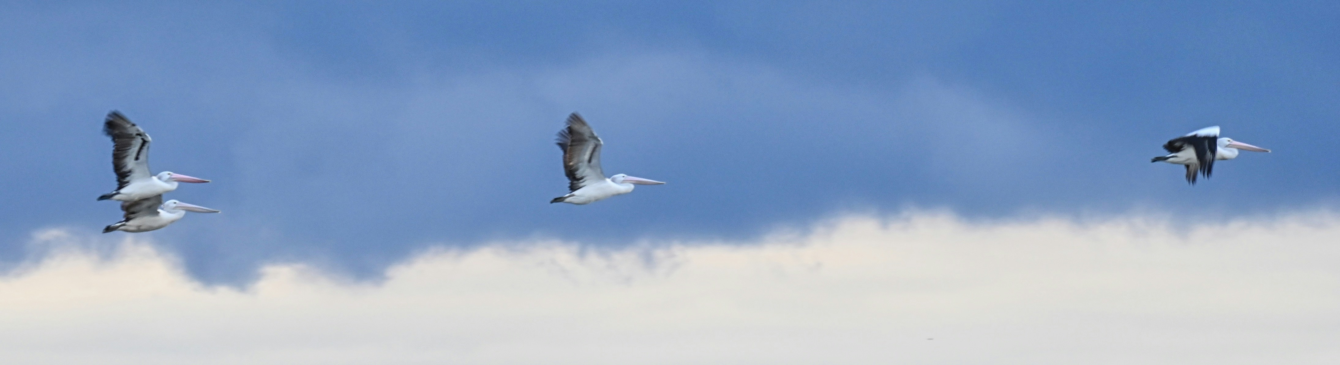 a flock of birds flying through a cloudy blue sky