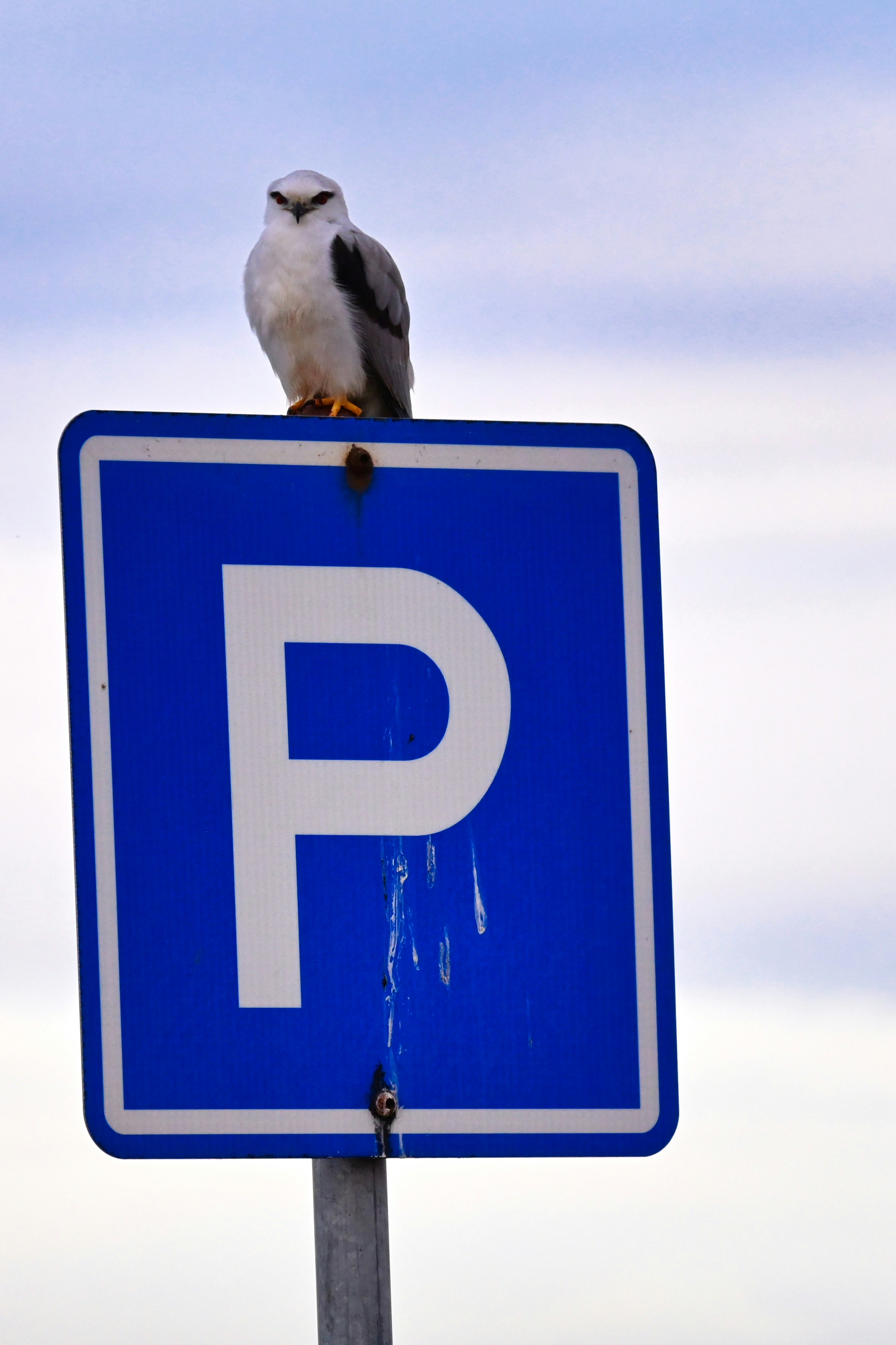 a bird sitting on top of a parking sign
