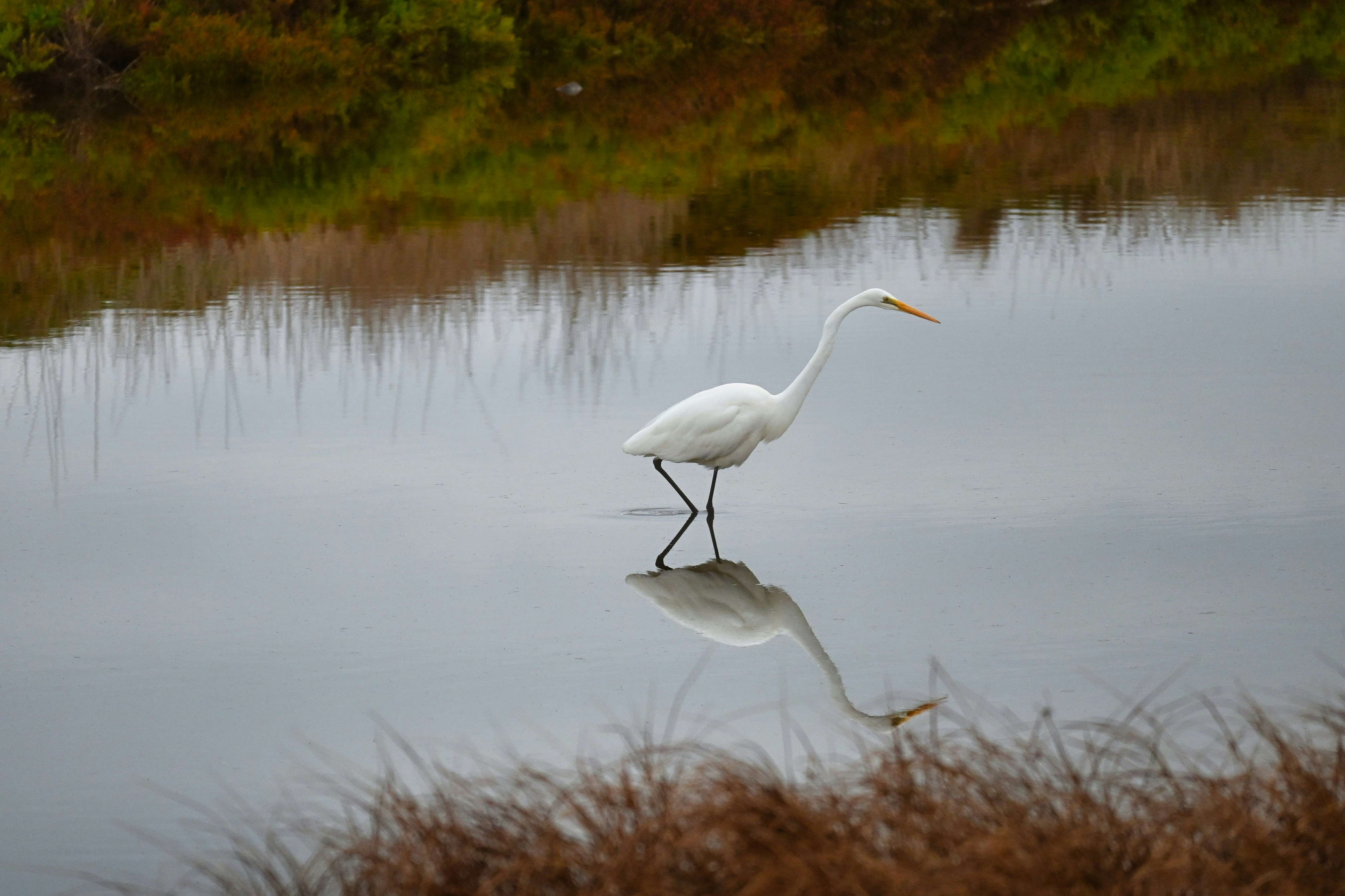 a white bird is standing in the water