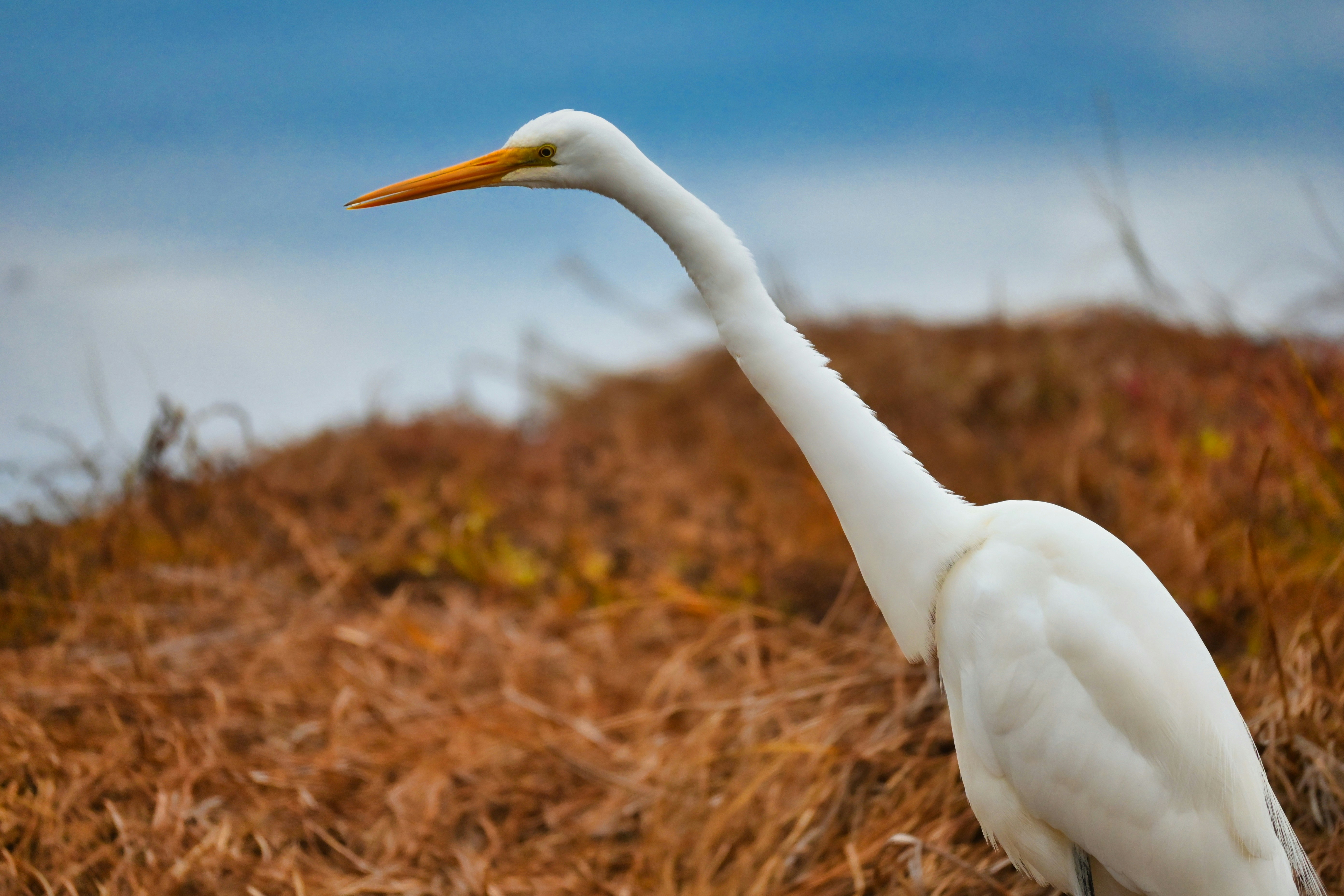 a large white bird standing on top of a dry grass field