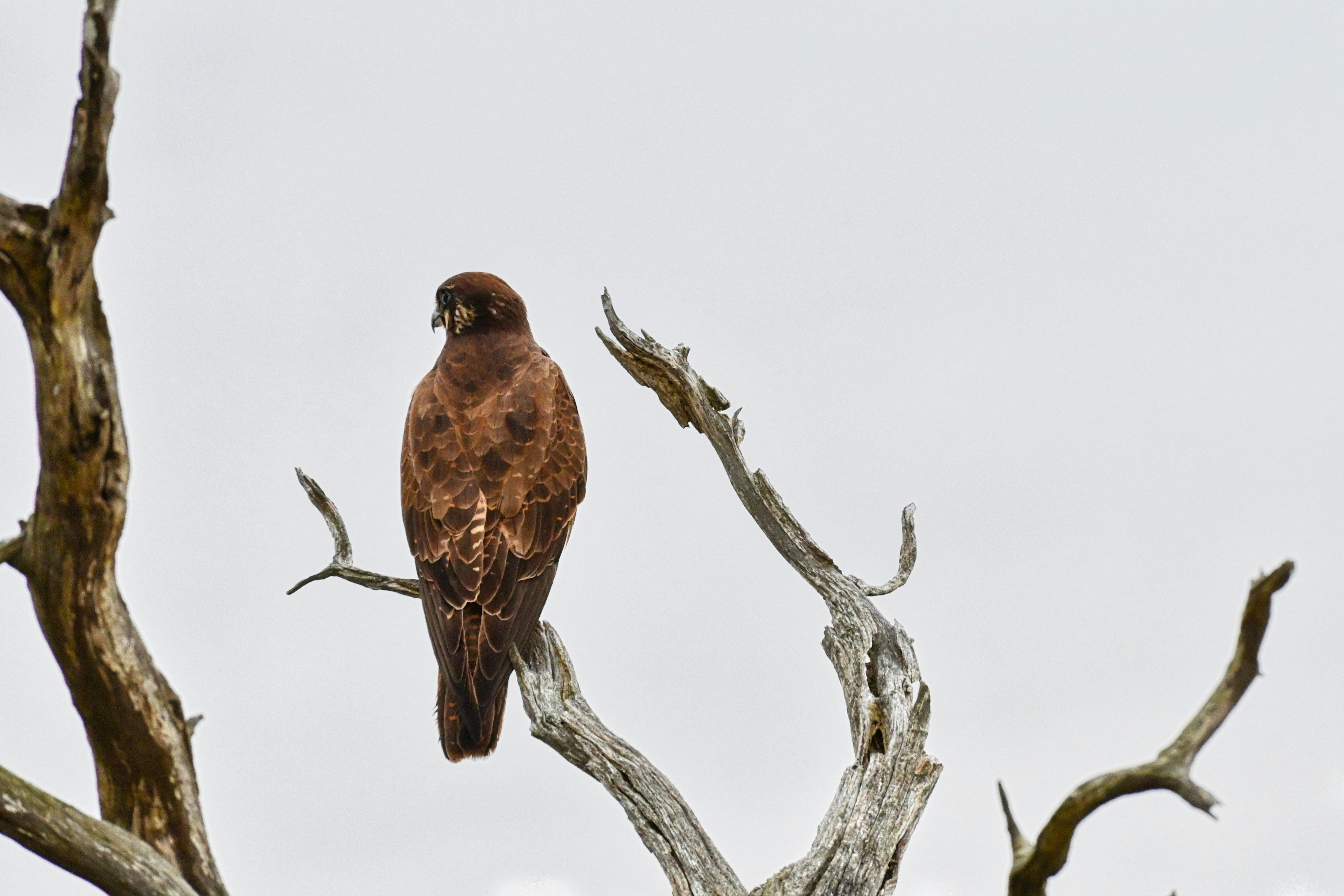 a brown bird perched on top of a tree branch
