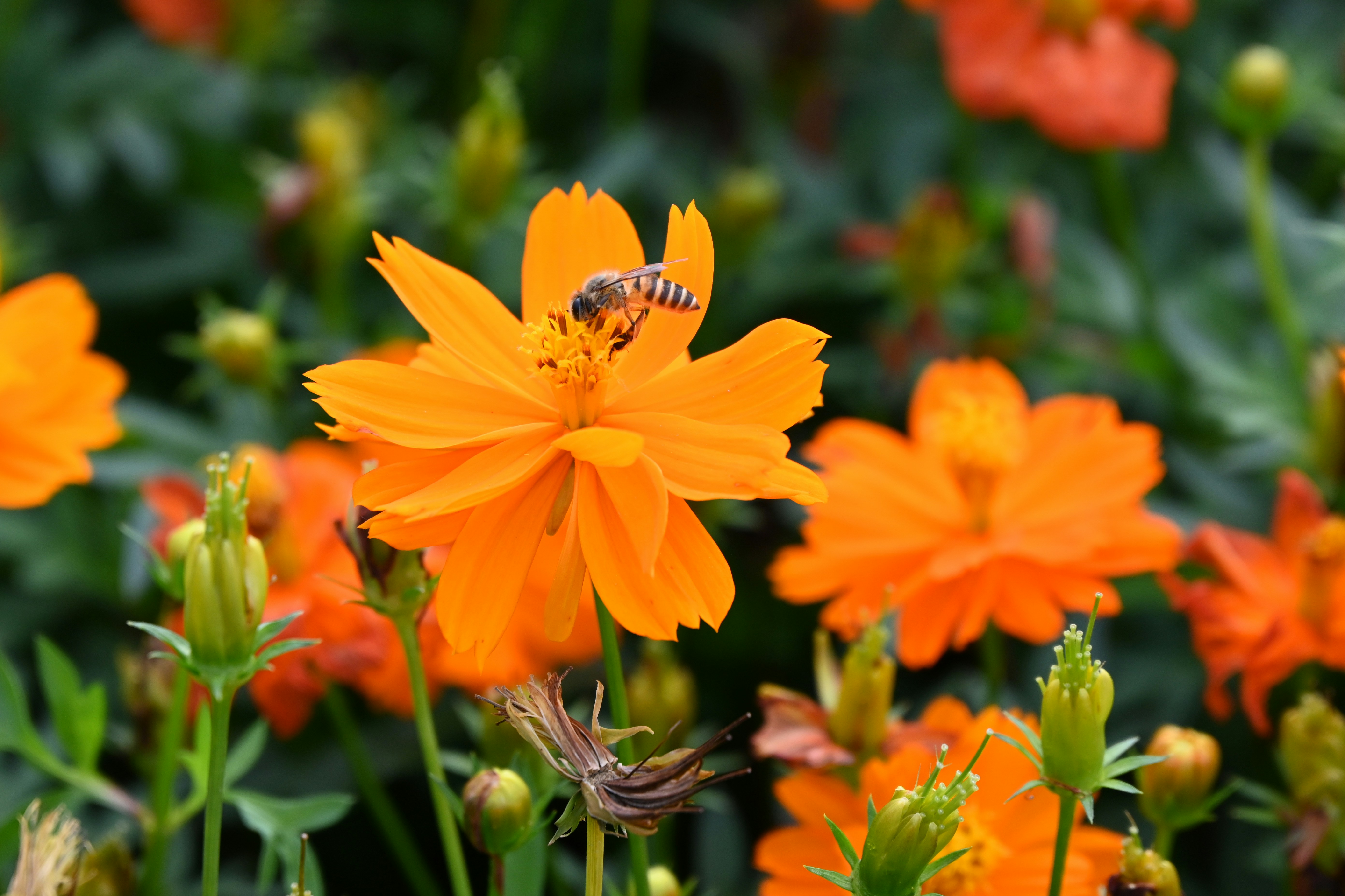 Photo by mightycommander