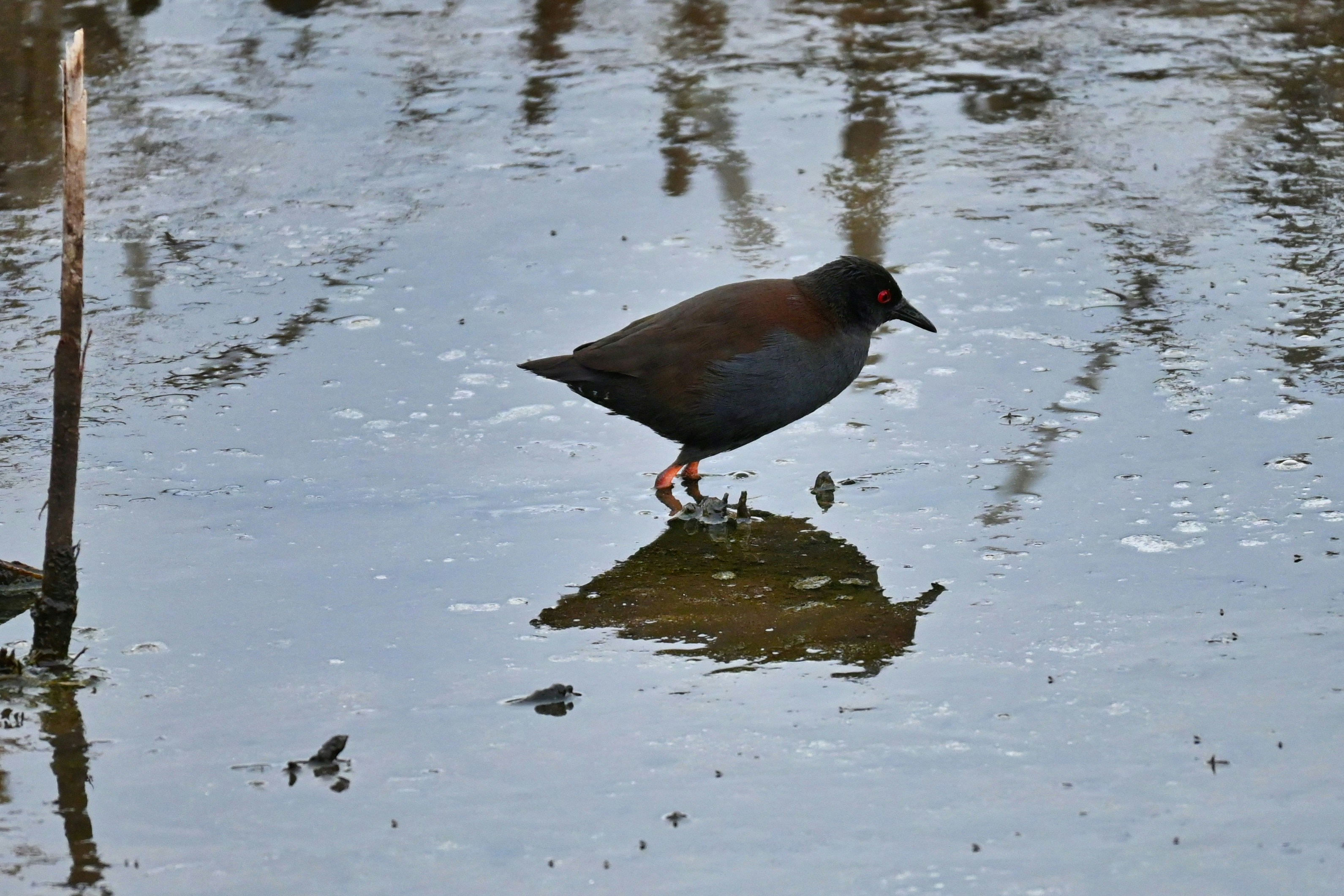 a bird standing in a puddle of water