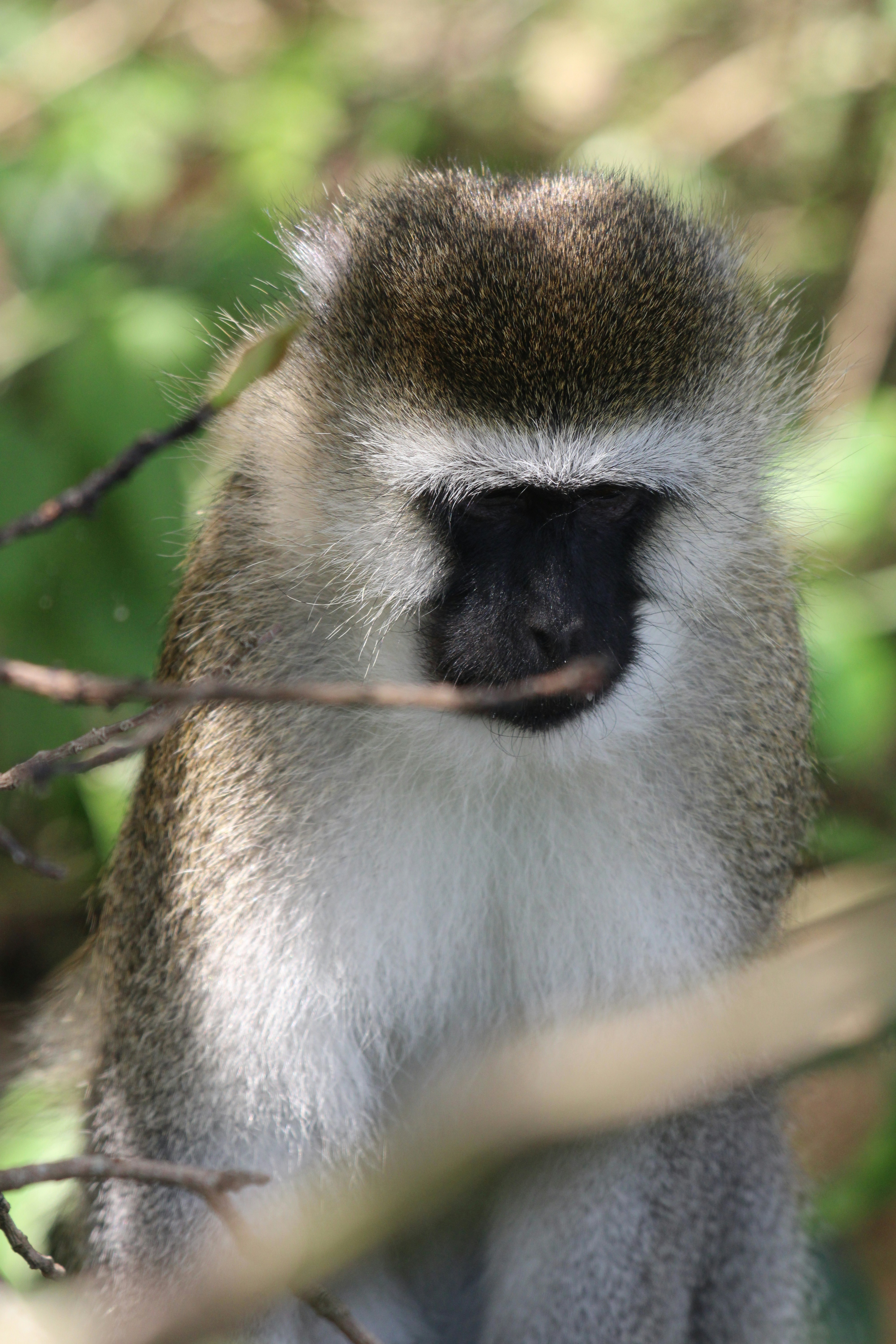 Photo by ankit_pai_n