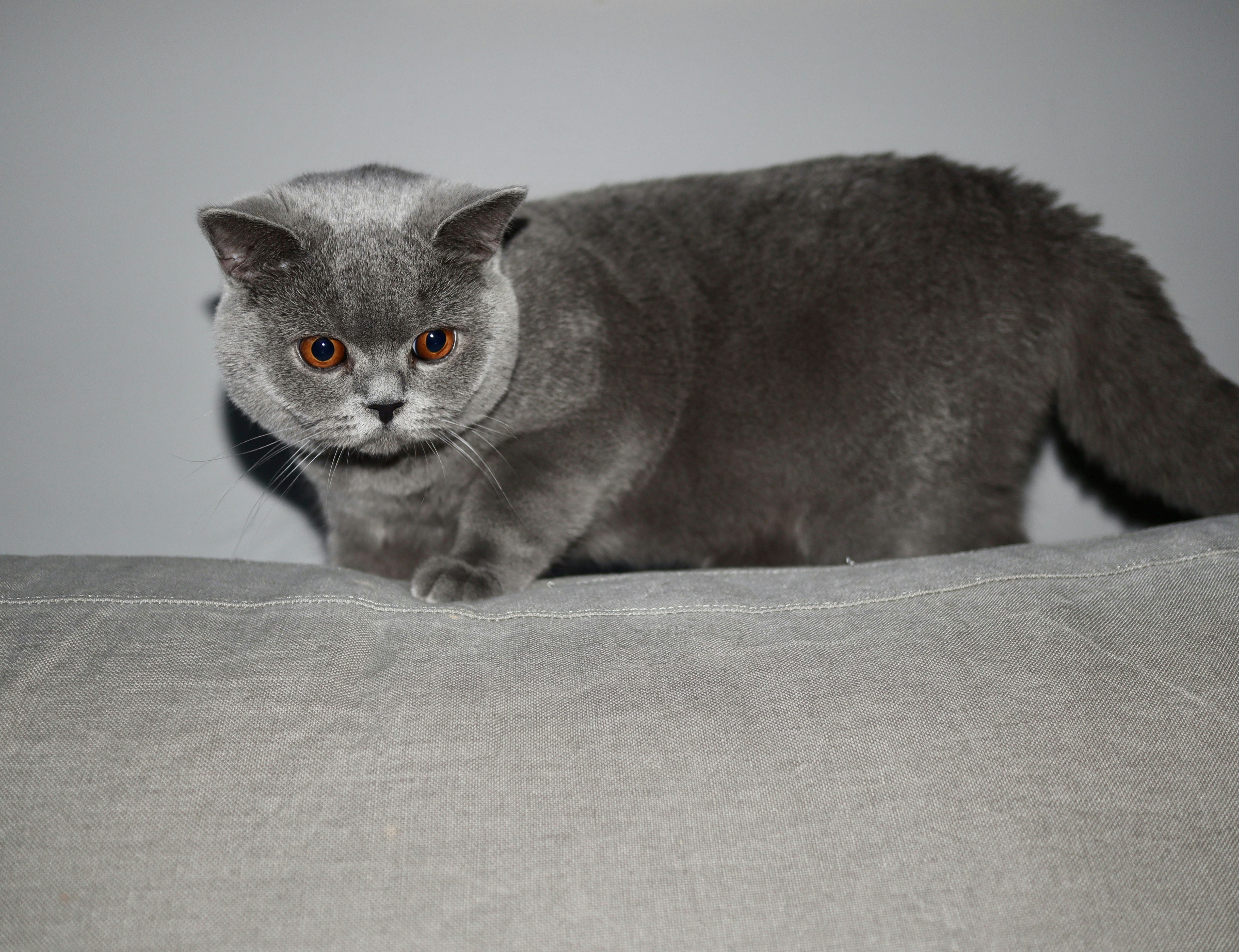 a gray cat standing on top of a pillow