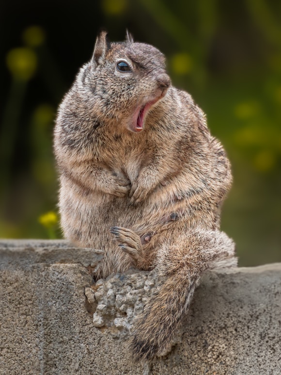 a small animal sitting on top of a cement wall