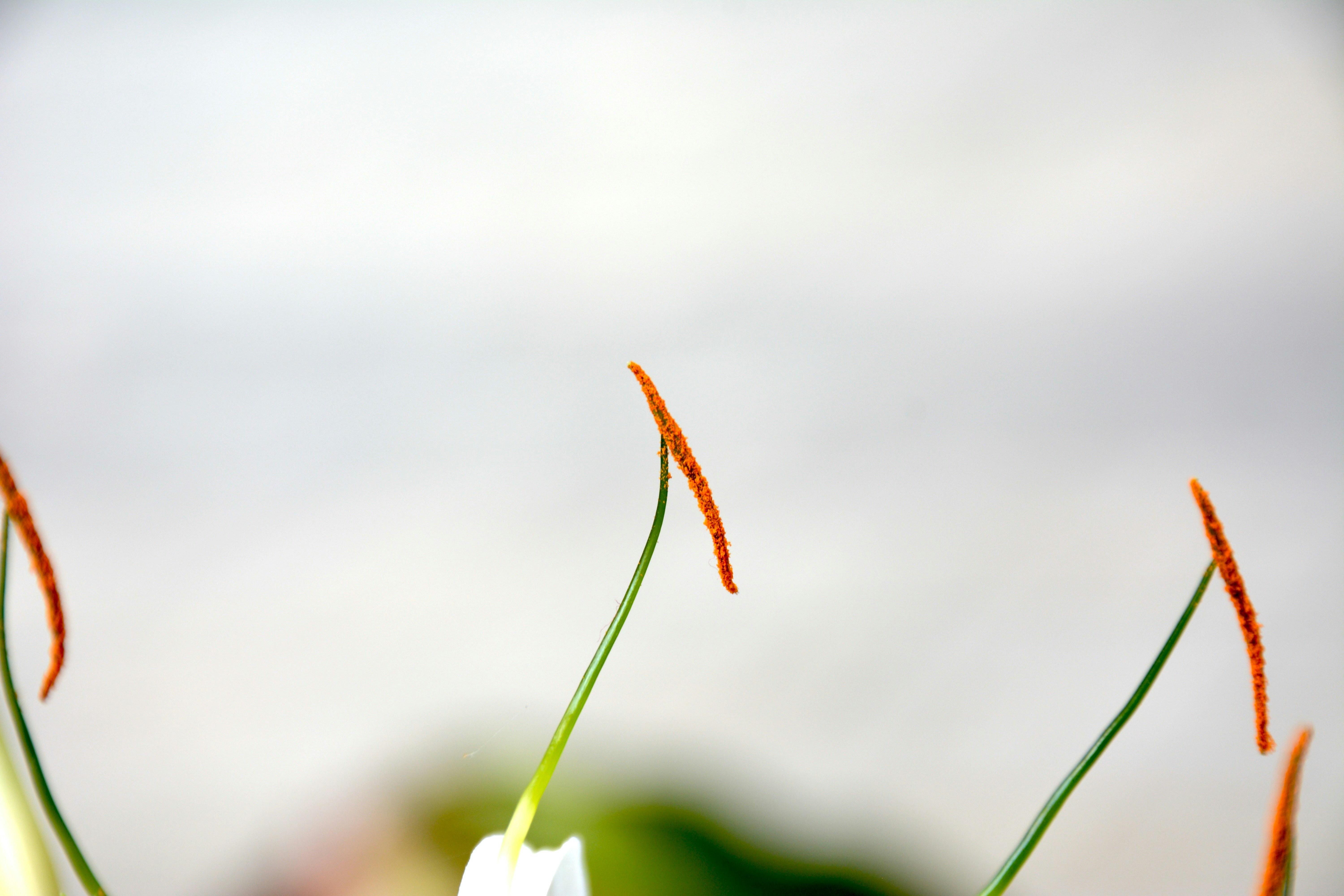 Photo by rahul_saraf