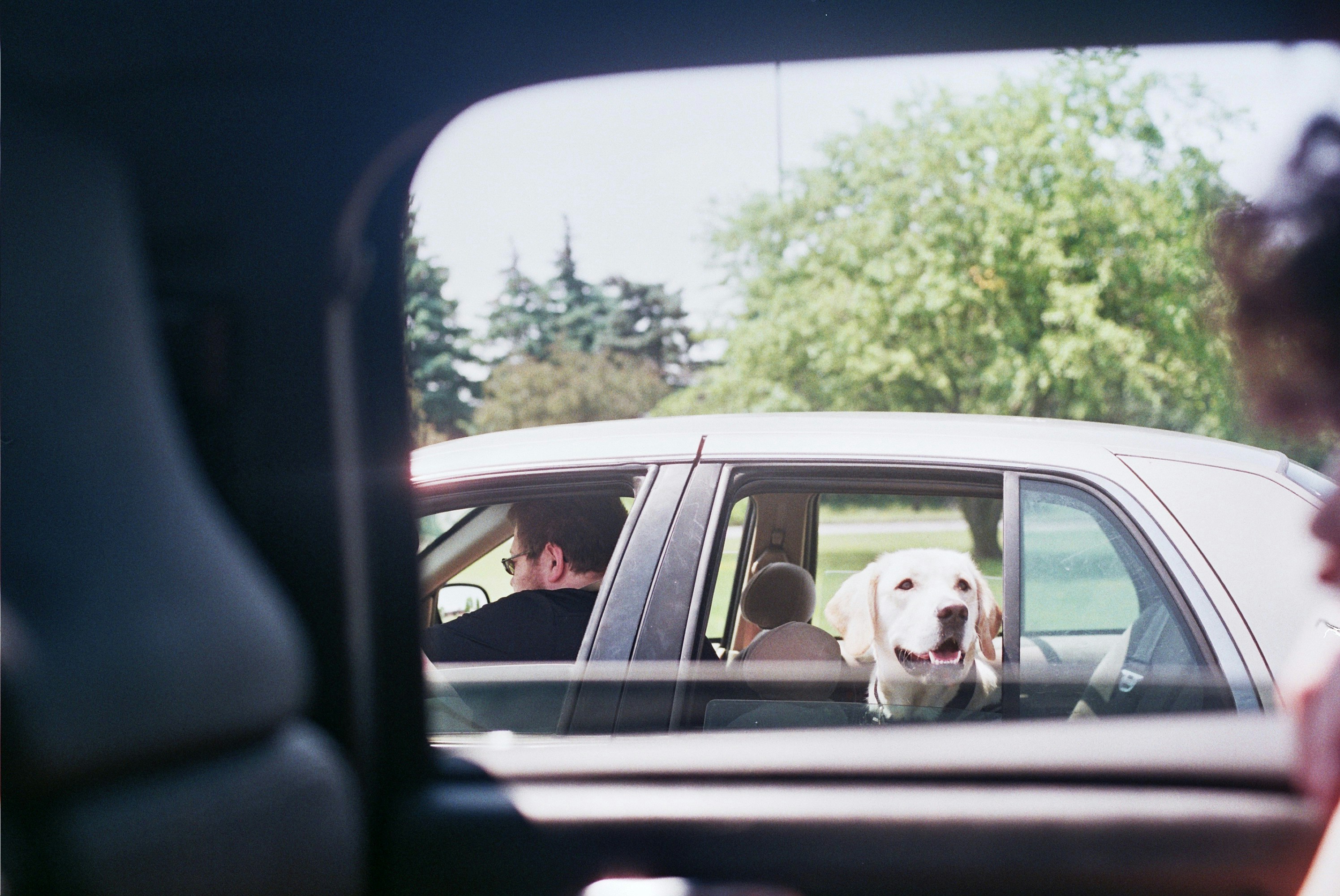 a dog sitting in the passenger seat of a car