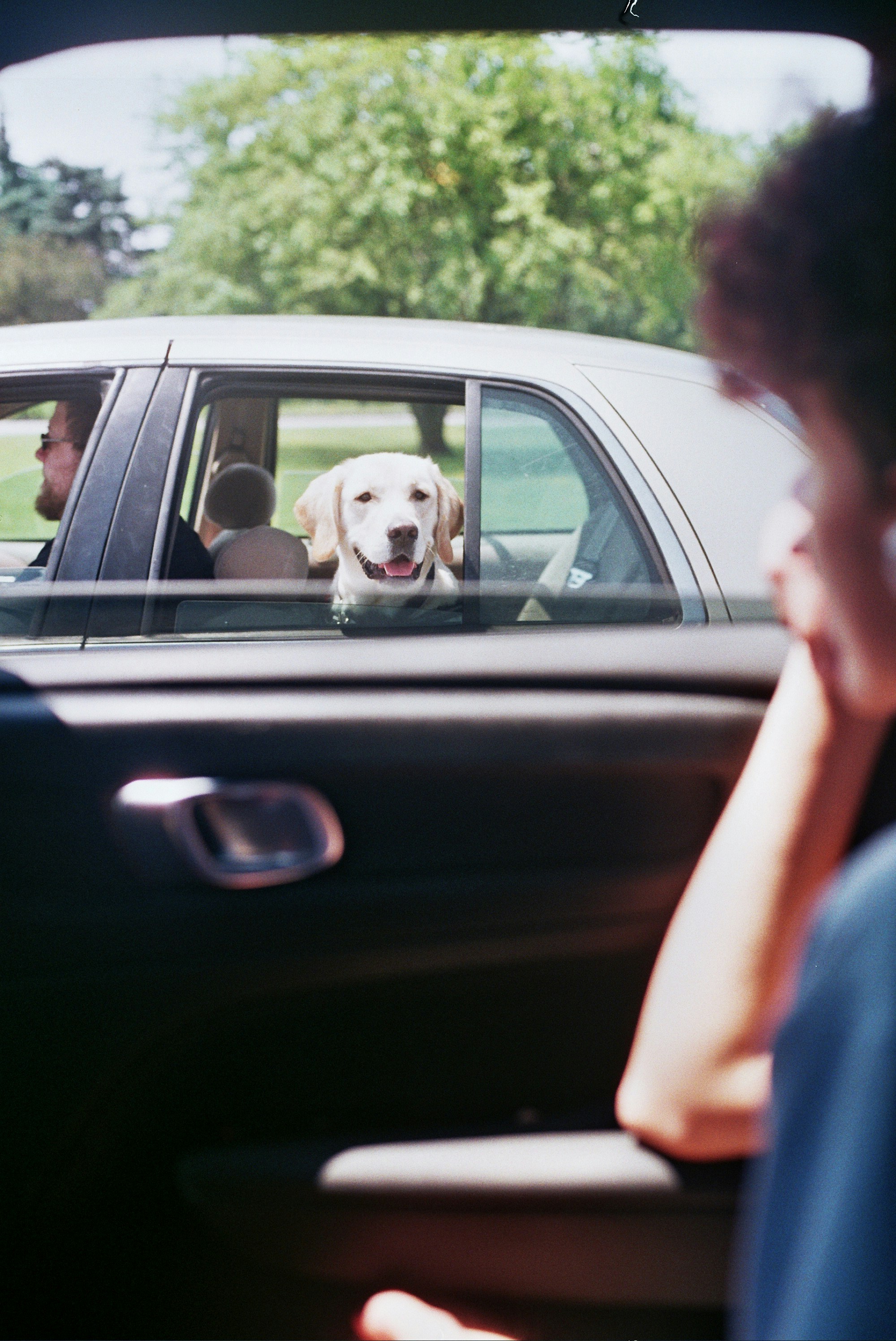 a dog sitting in the passenger seat of a car