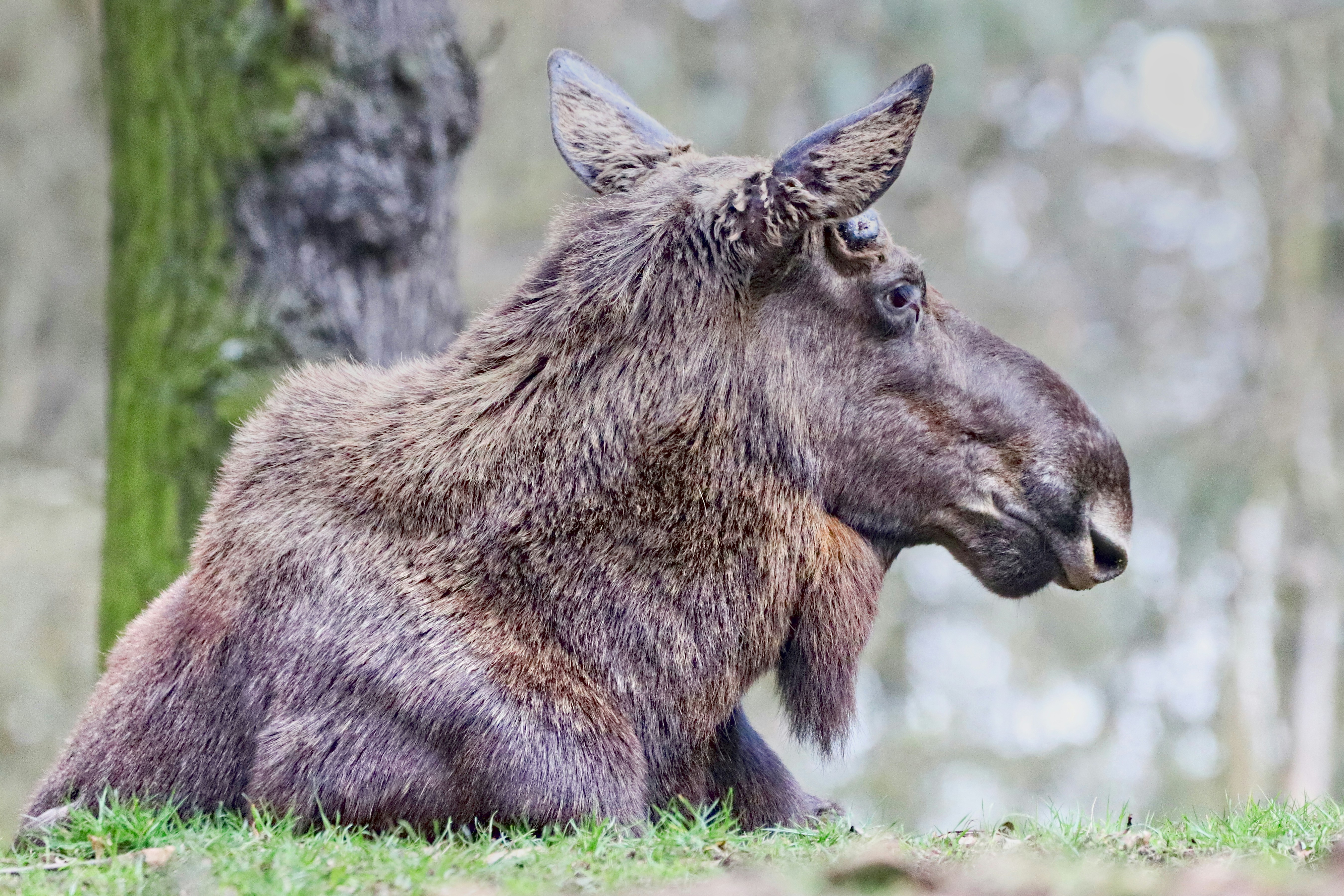 a close up of a horse near a tree