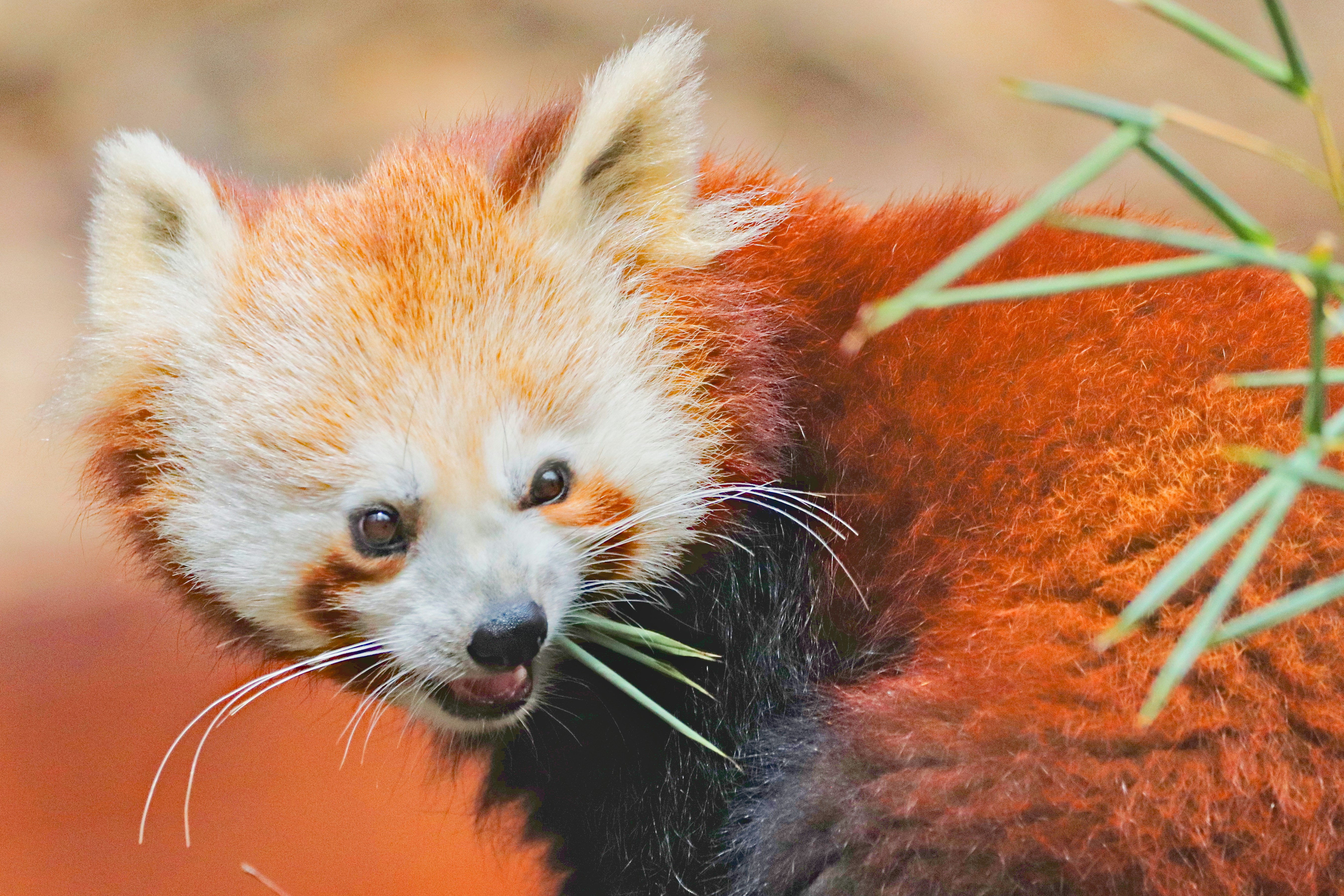 a close up of a small animal near a plant