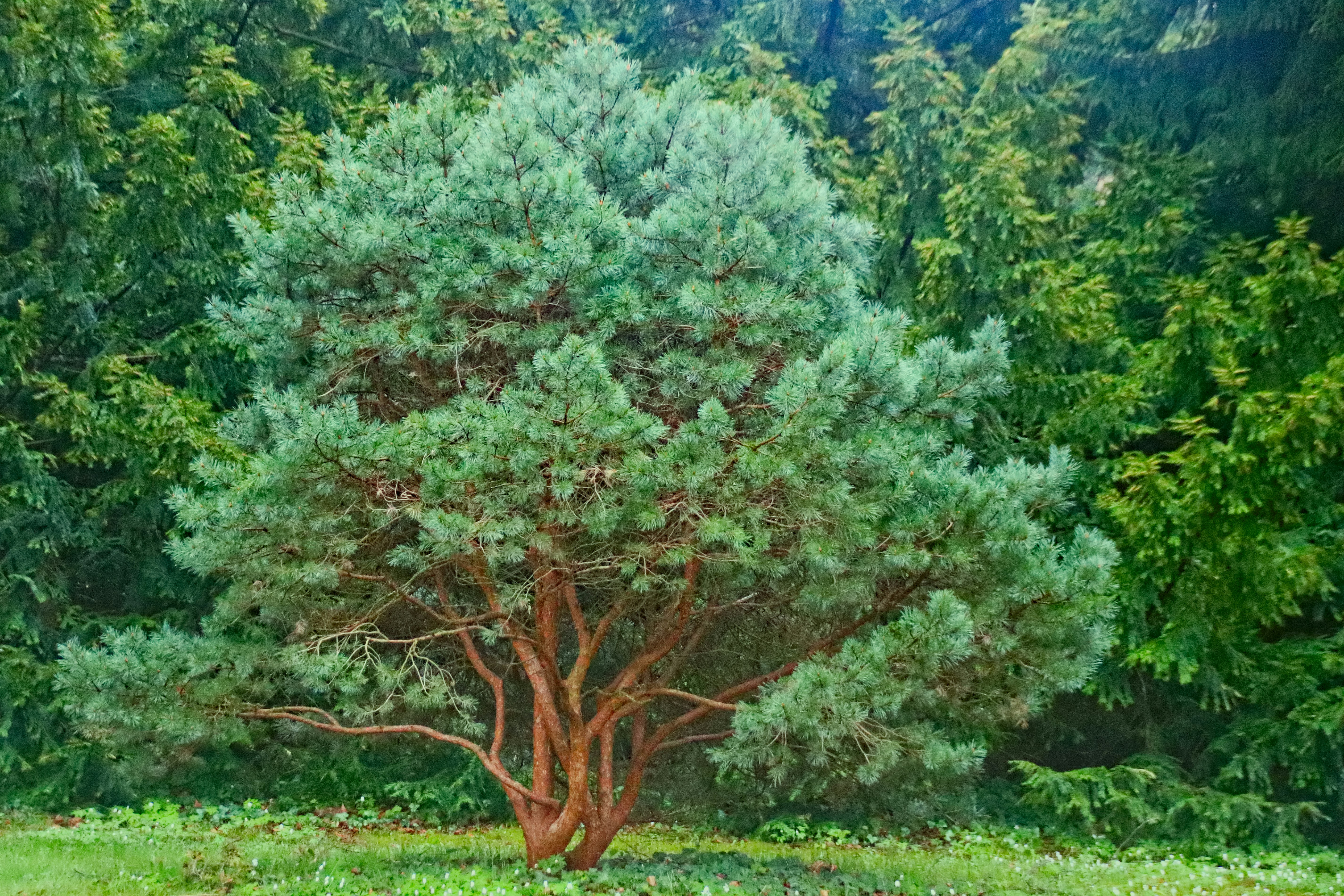 Podocarpus: The Ancient Evergreen (image credits: unsplash)