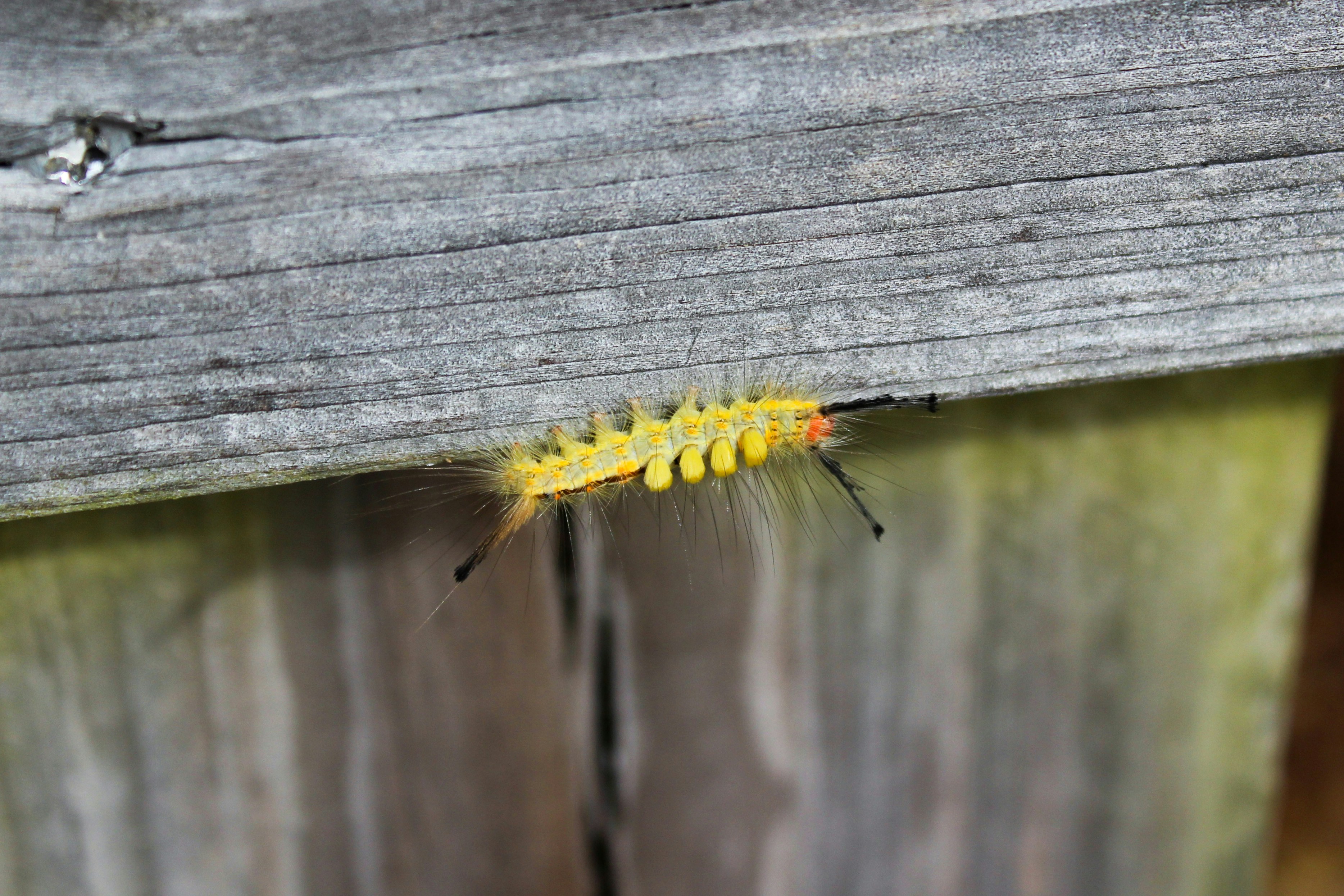 a yellow and black caterpillar on a wooden fence