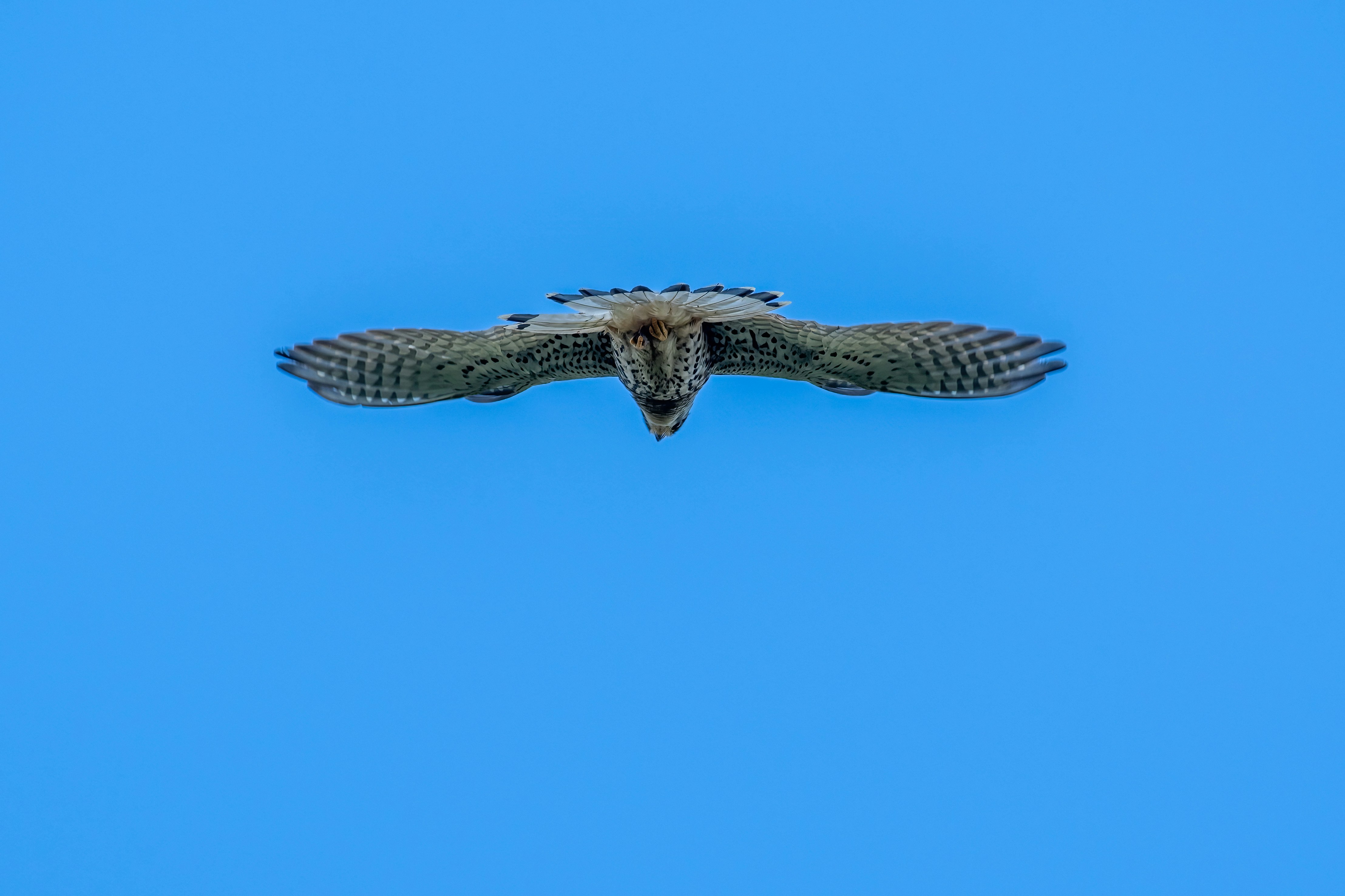Photo by coombez