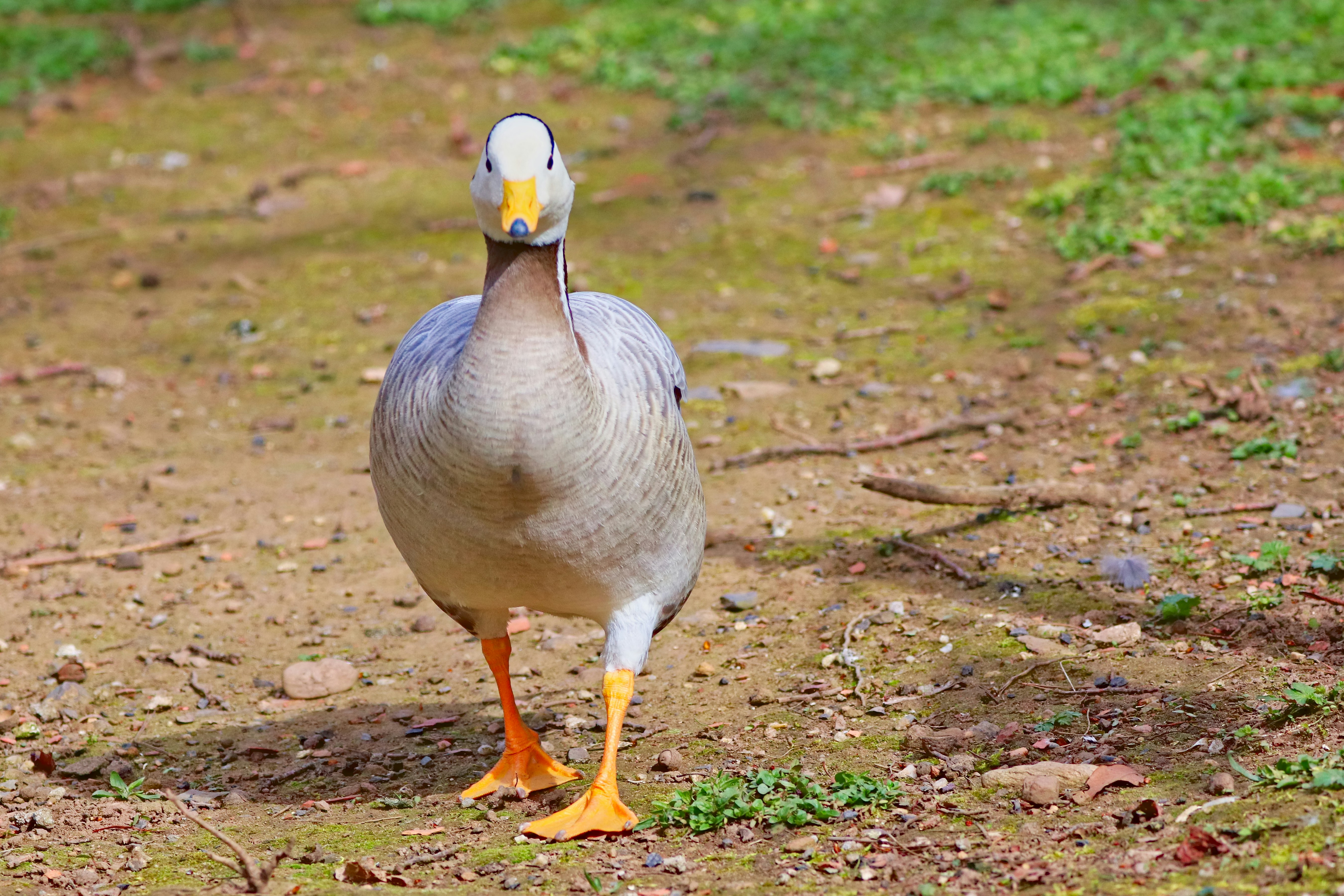 a duck standing on the ground in a field
