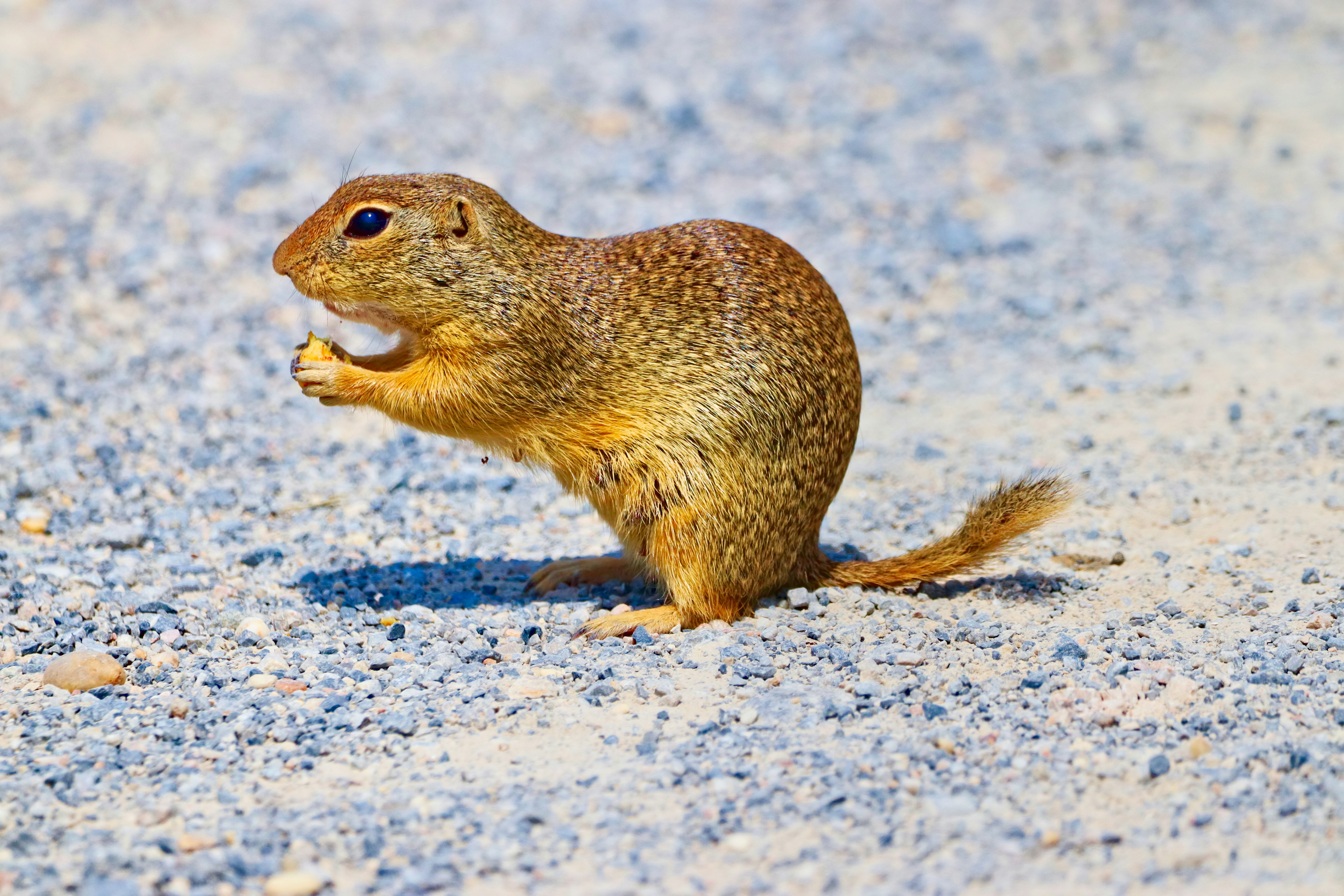 a small rodent standing on its hind legs