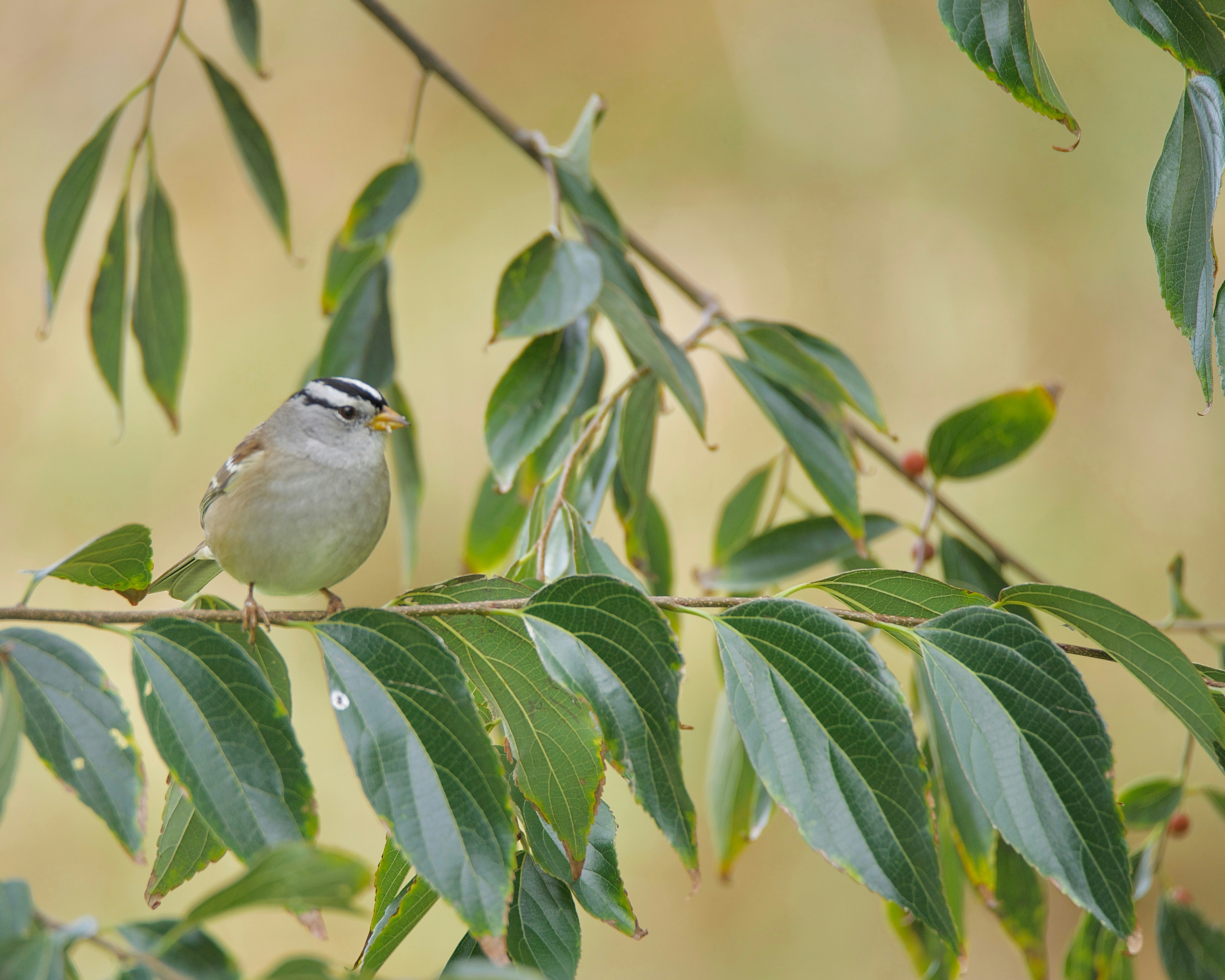 un pequeño pájaro posado en la rama de un árbol