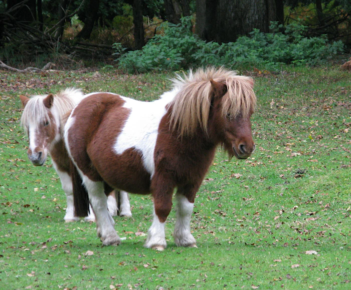 Gentle pony at the farm