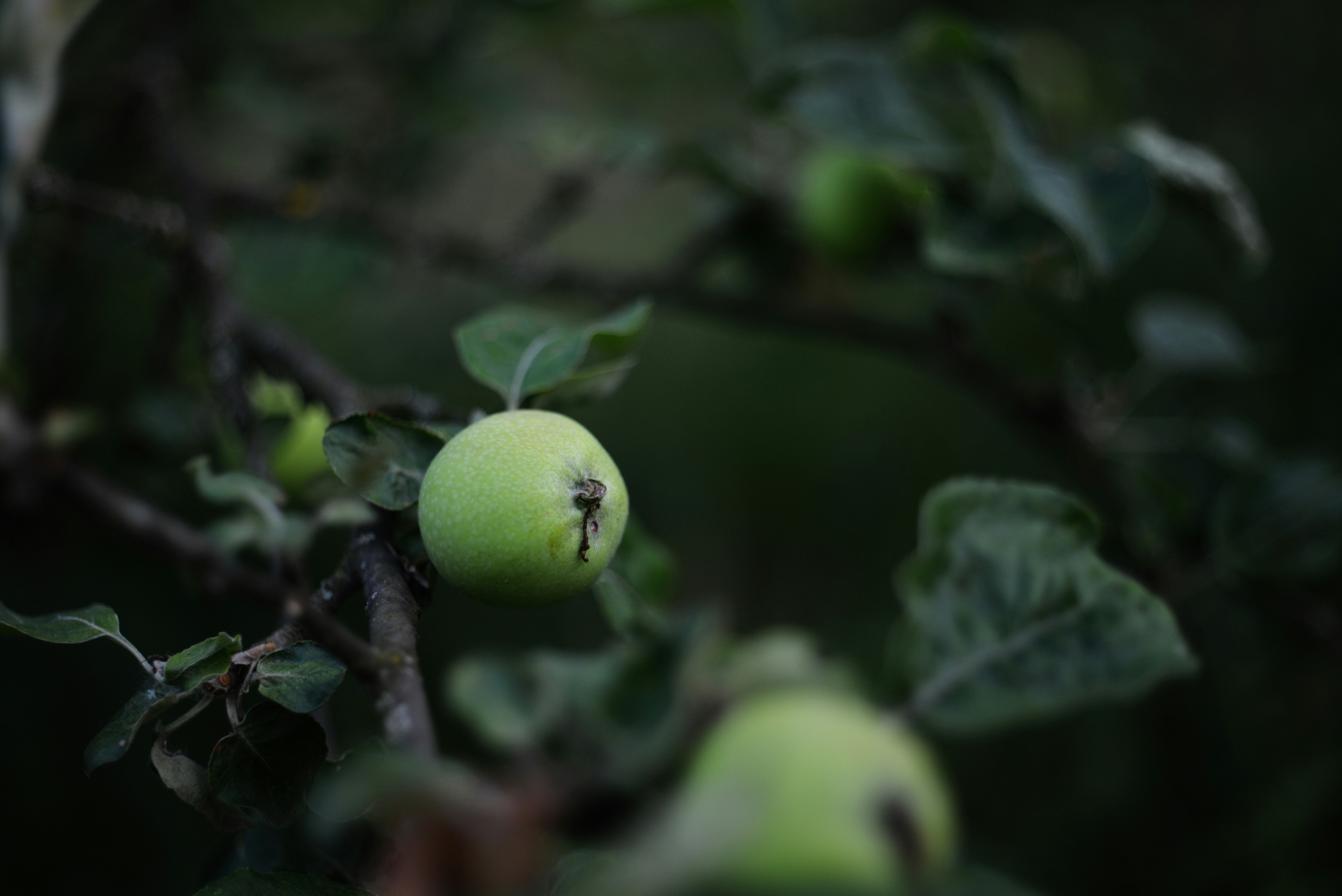 Photo by cherstve_pechivo