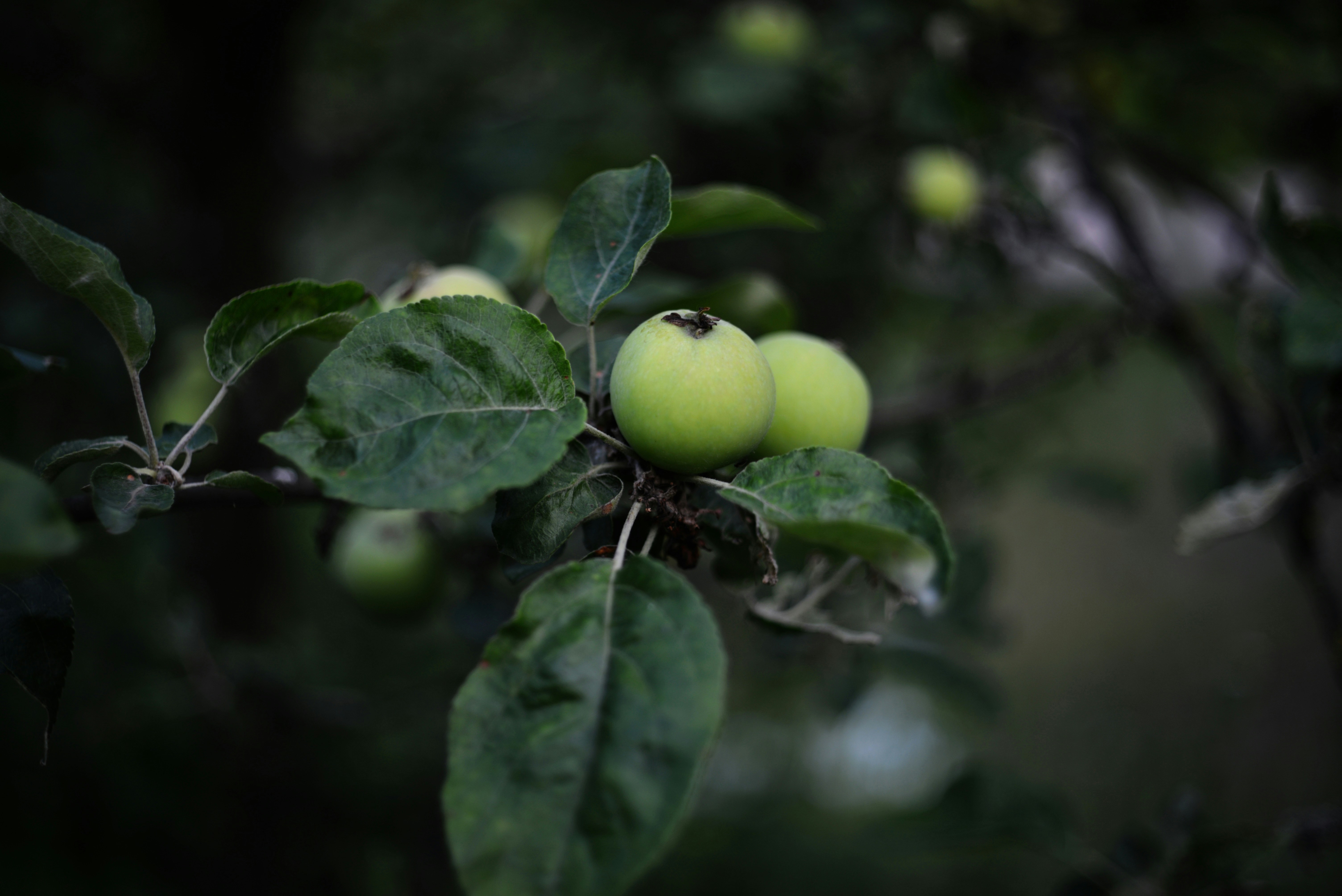 Photo by cherstve_pechivo