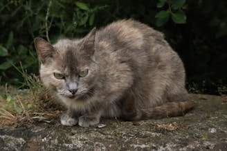 a cat that is sitting on a rock
