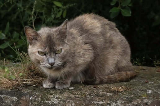 a cat that is sitting on a rock
