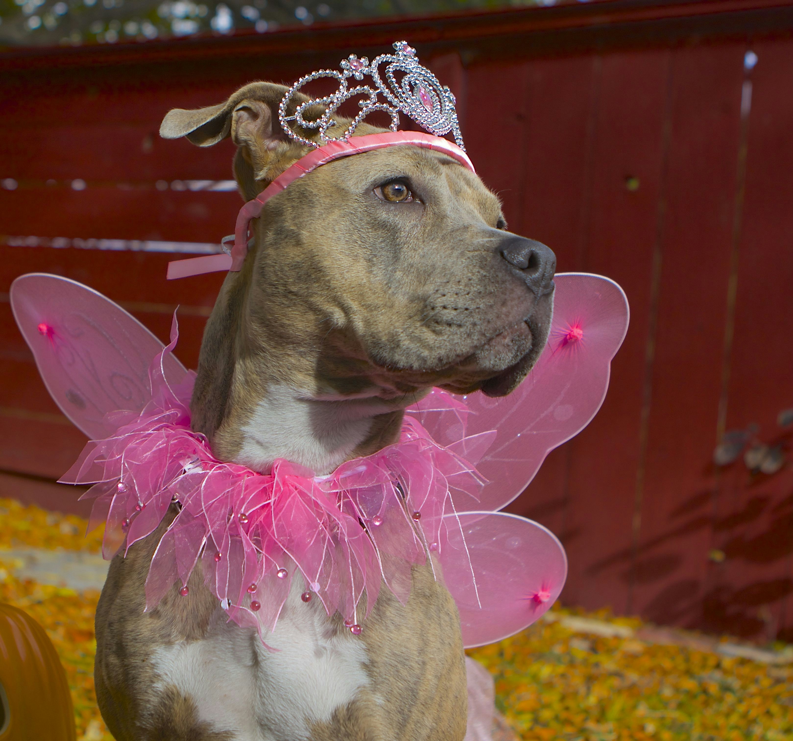 a dog wearing a pink fairy costume with a tiara