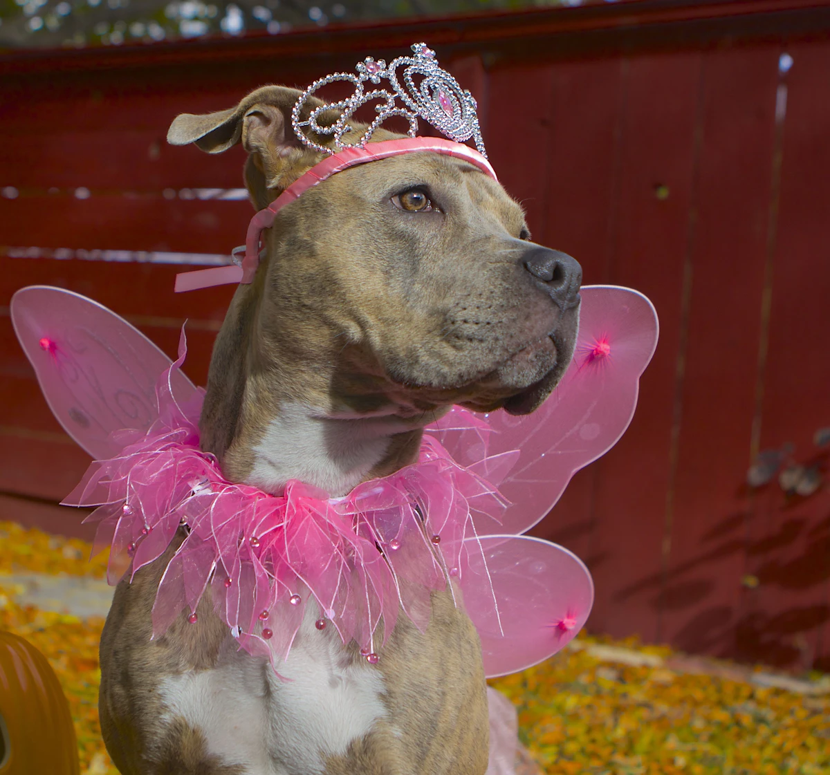A small rescue dog in a pink princess costume with a tiara