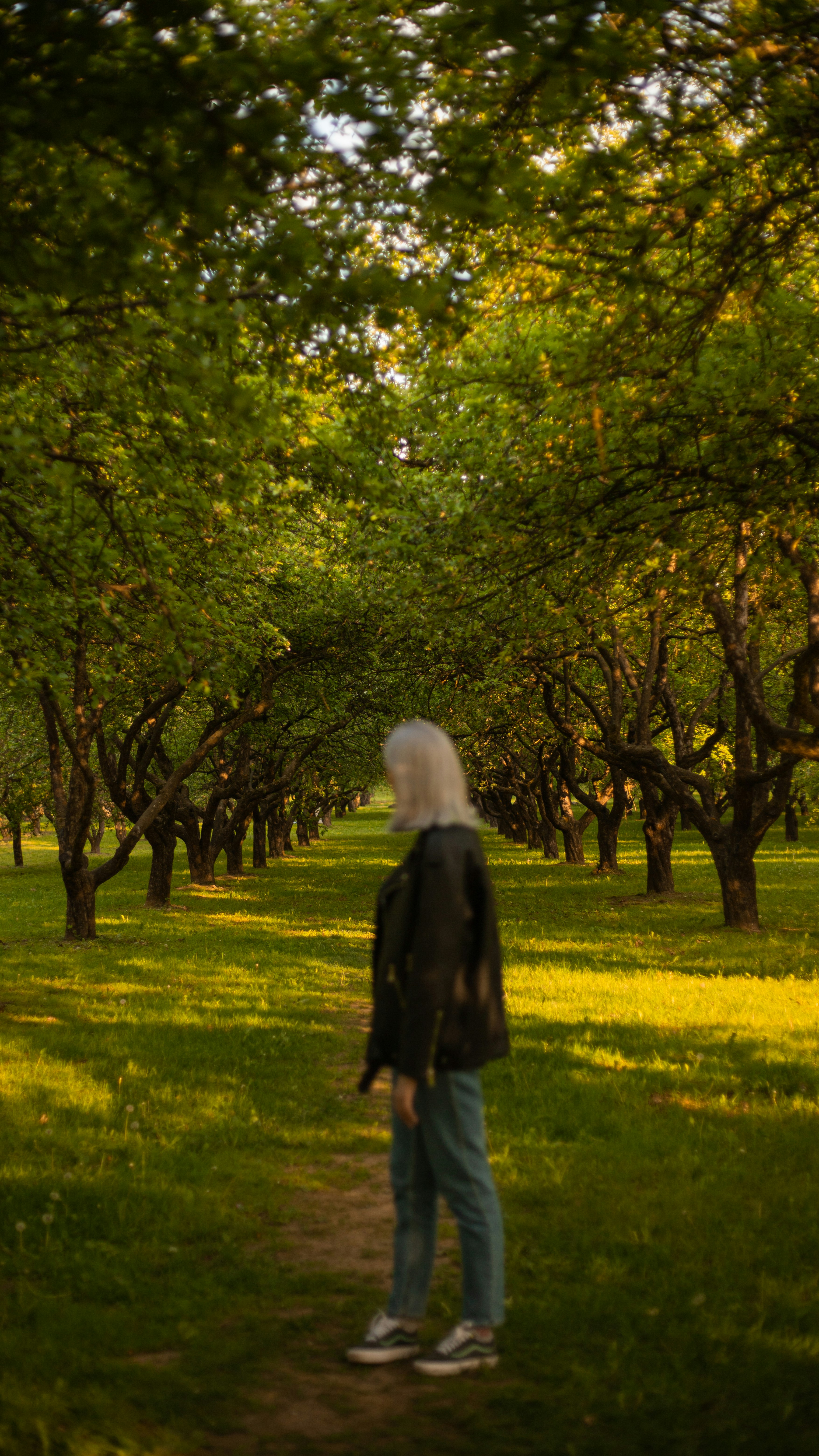 a person standing in the middle of a forest