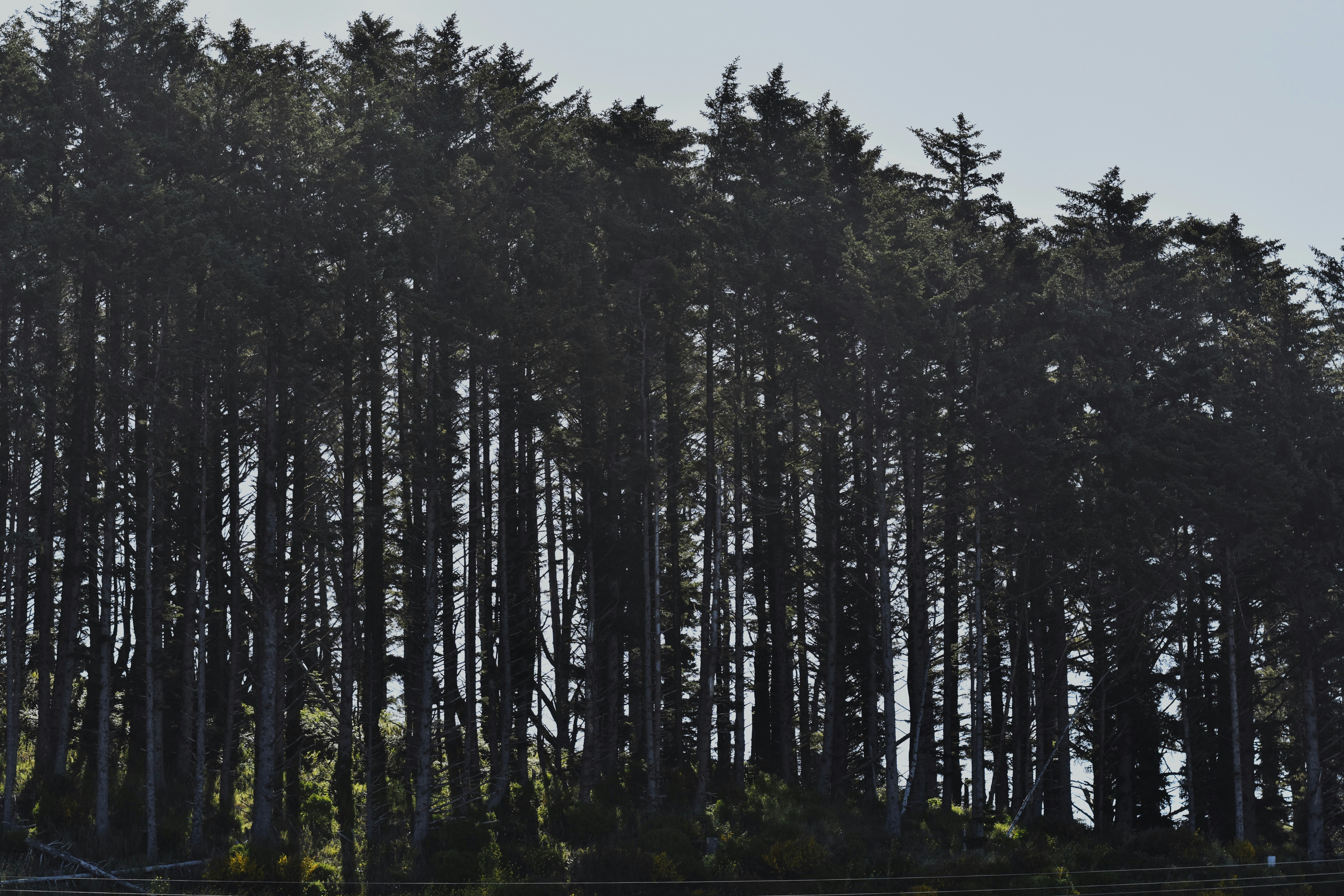 a group of trees that are next to each other