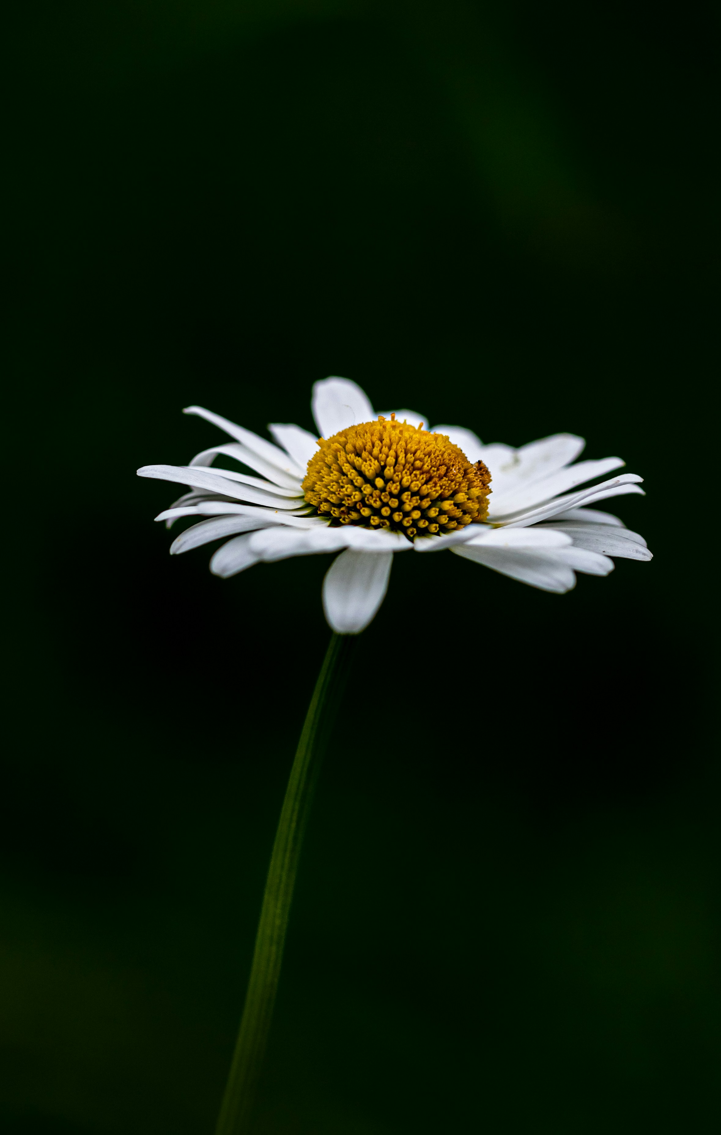 a single white flower with a yellow center