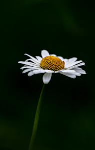 a single white flower with a yellow center