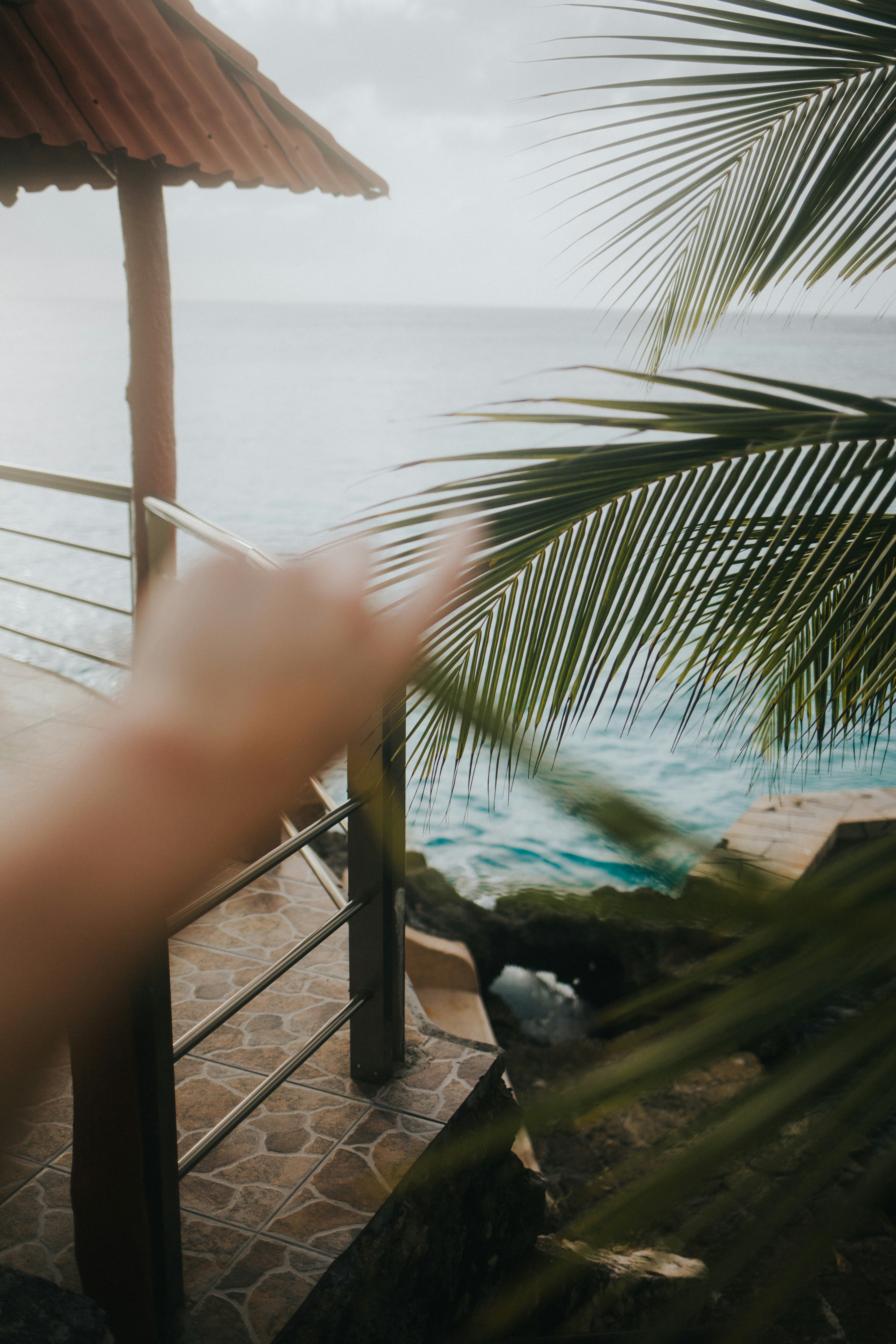 a palm tree sitting next to a body of water