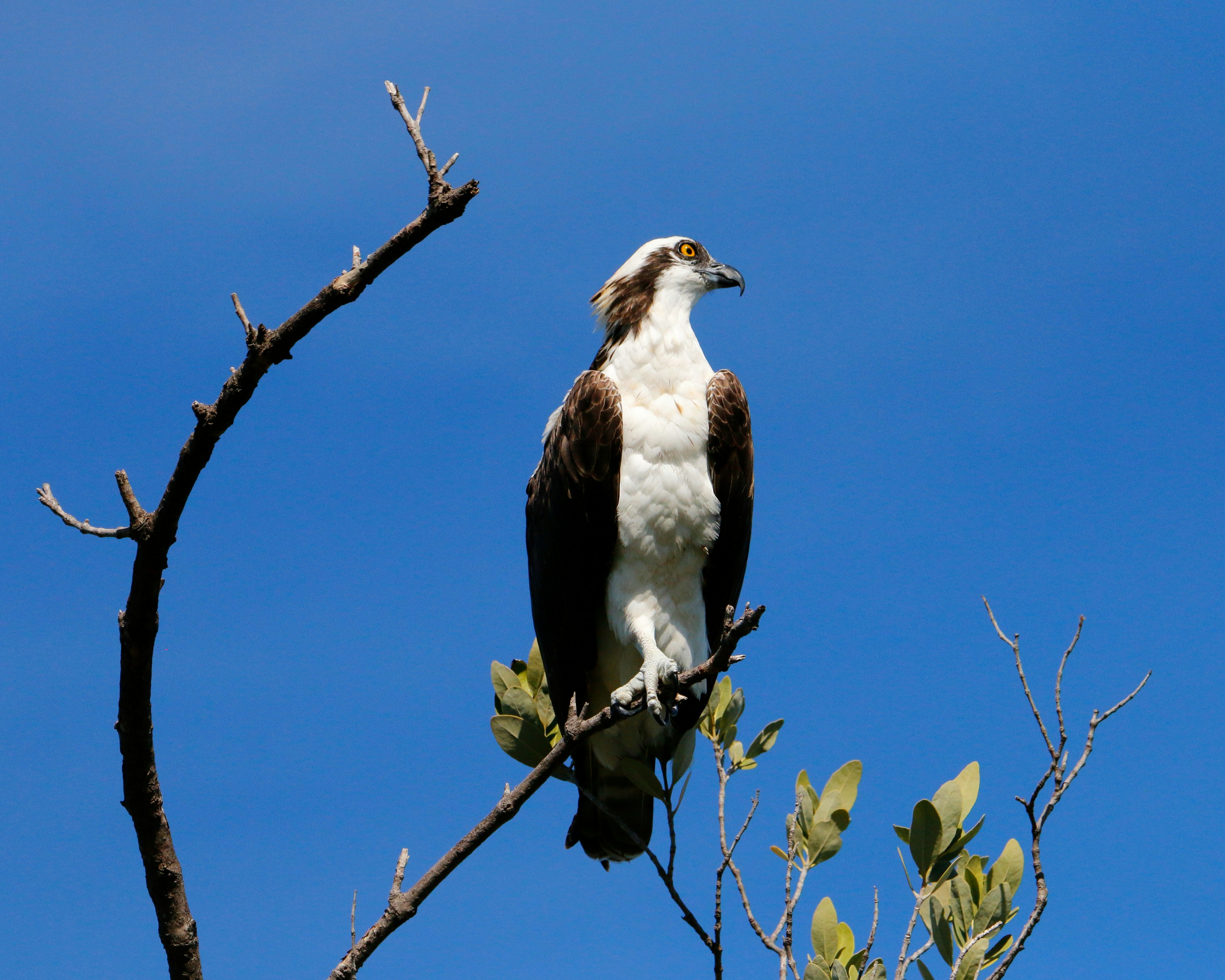 Photo by goldenplover31