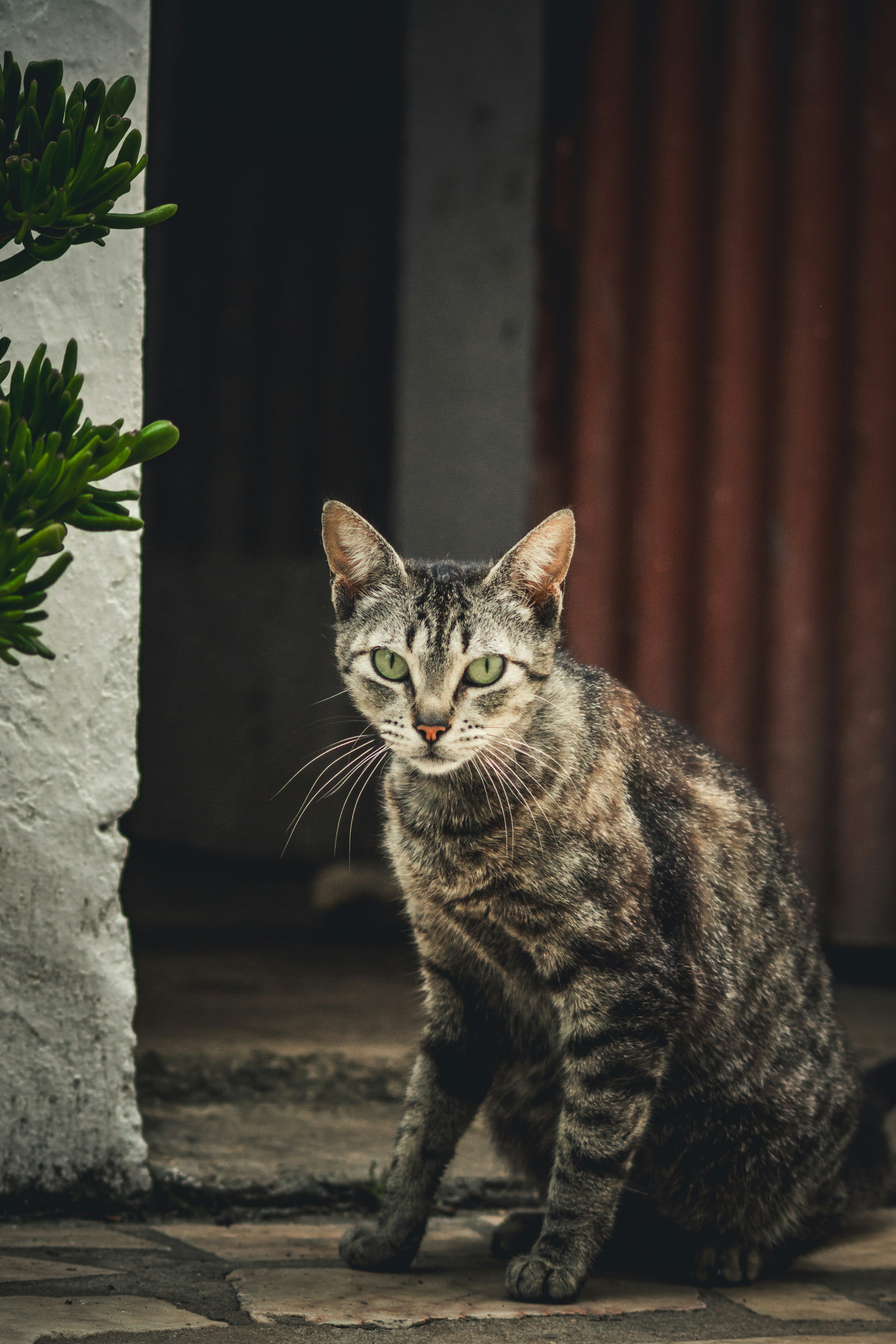When Staring Becomes a Sign of Concern (image credits: unsplash)