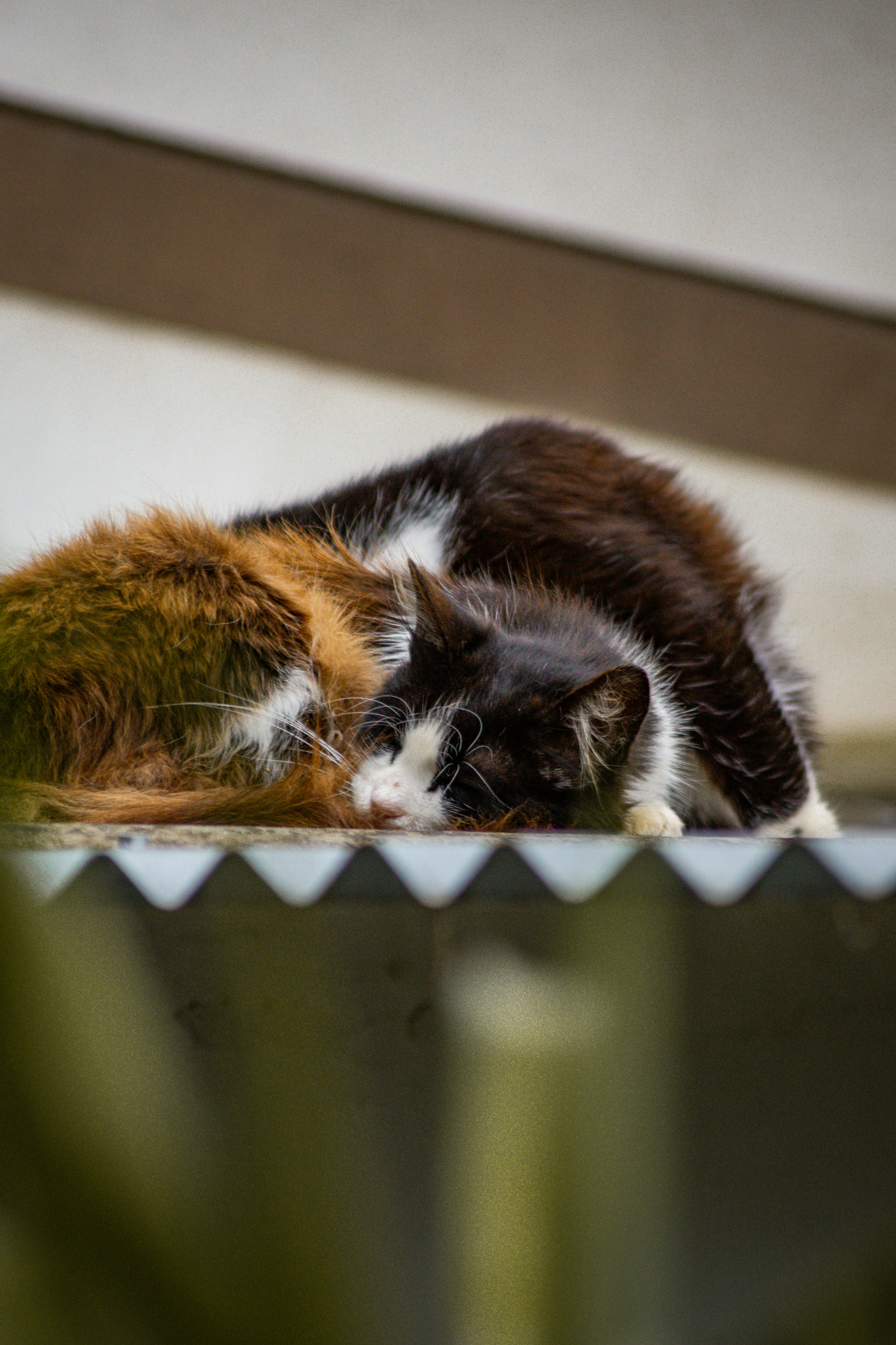 隣り合って寝ている猫のカップル