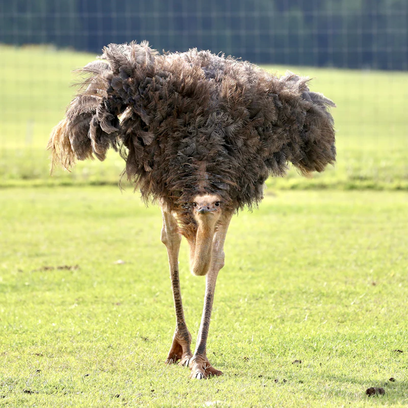Visit an ostrich farm in the Karoo