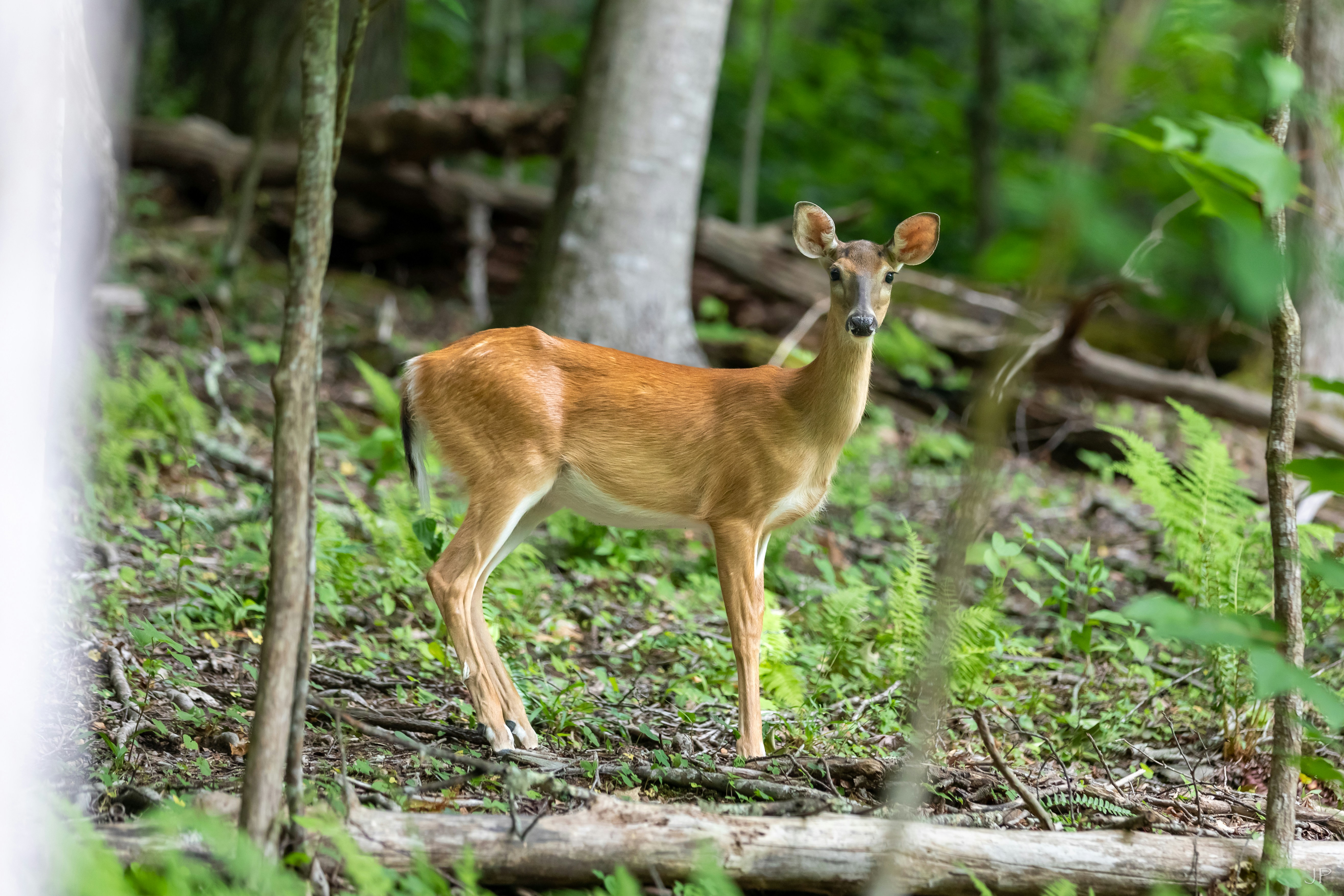 Photography by Jainath Ponnala