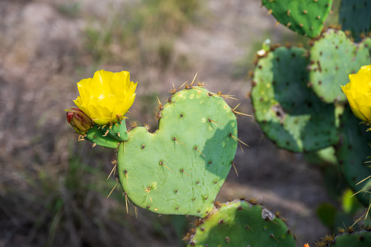 A prickly pear cactus with yellow flowers and a heart-shaped pad in South Texas